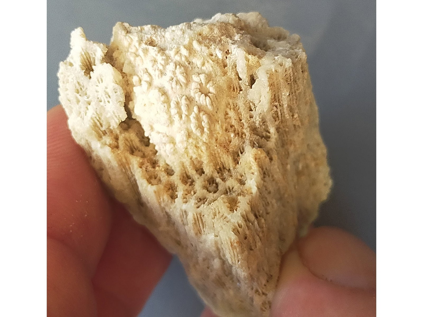 FOSSIL CORALS - 5