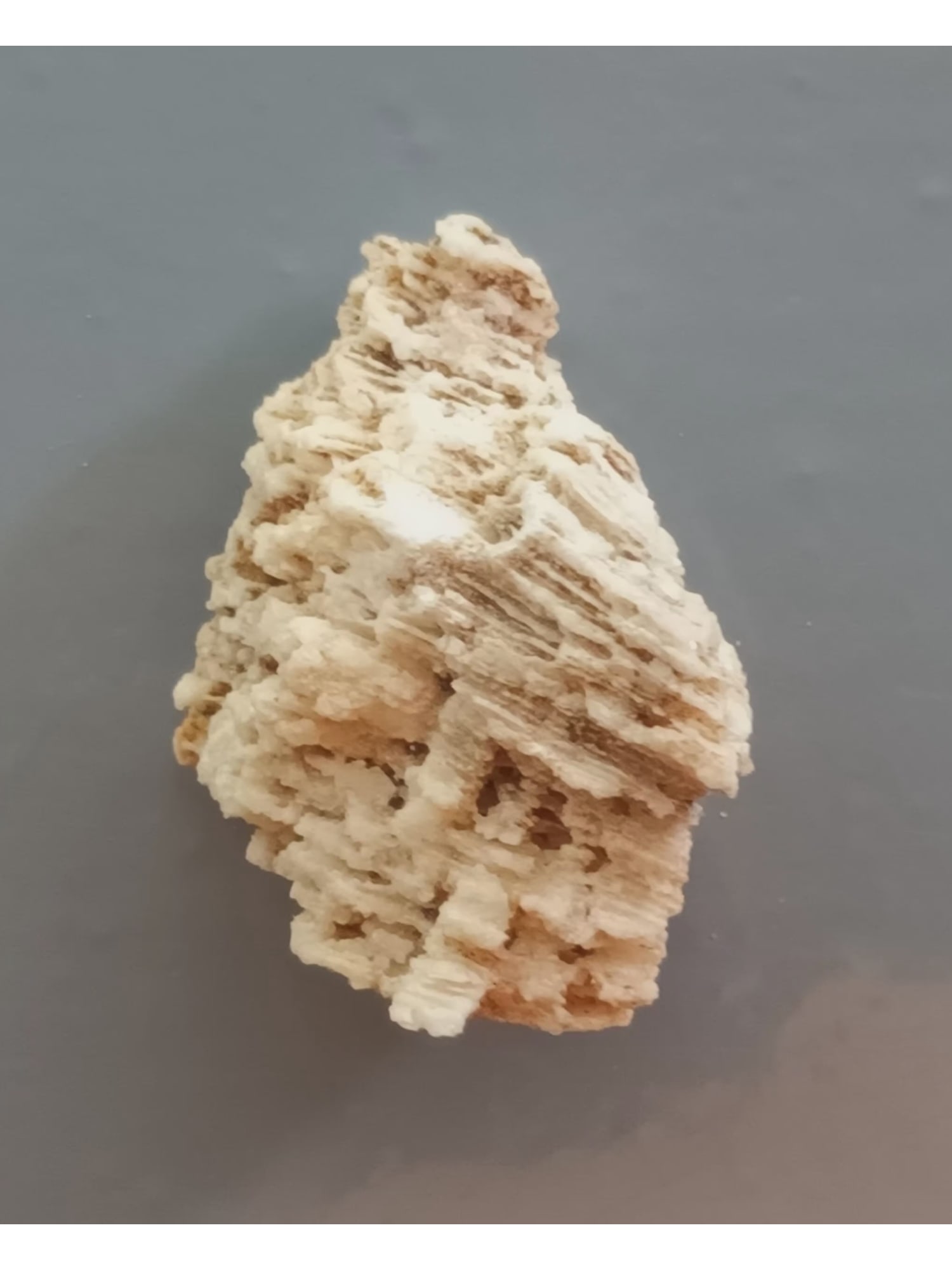 FOSSIL CORALS: Fossil corals. Weight: 10 grams. Origin: Panglao, Bohol, Philippines. (CA61/279) THIS LOT QUALIFIES FOR A 30-DAY UNCONDITIONAL RETURN FROM THE DATE OF SALE. BUYERS ARE RESPONSIBLE FOR RETURN SH