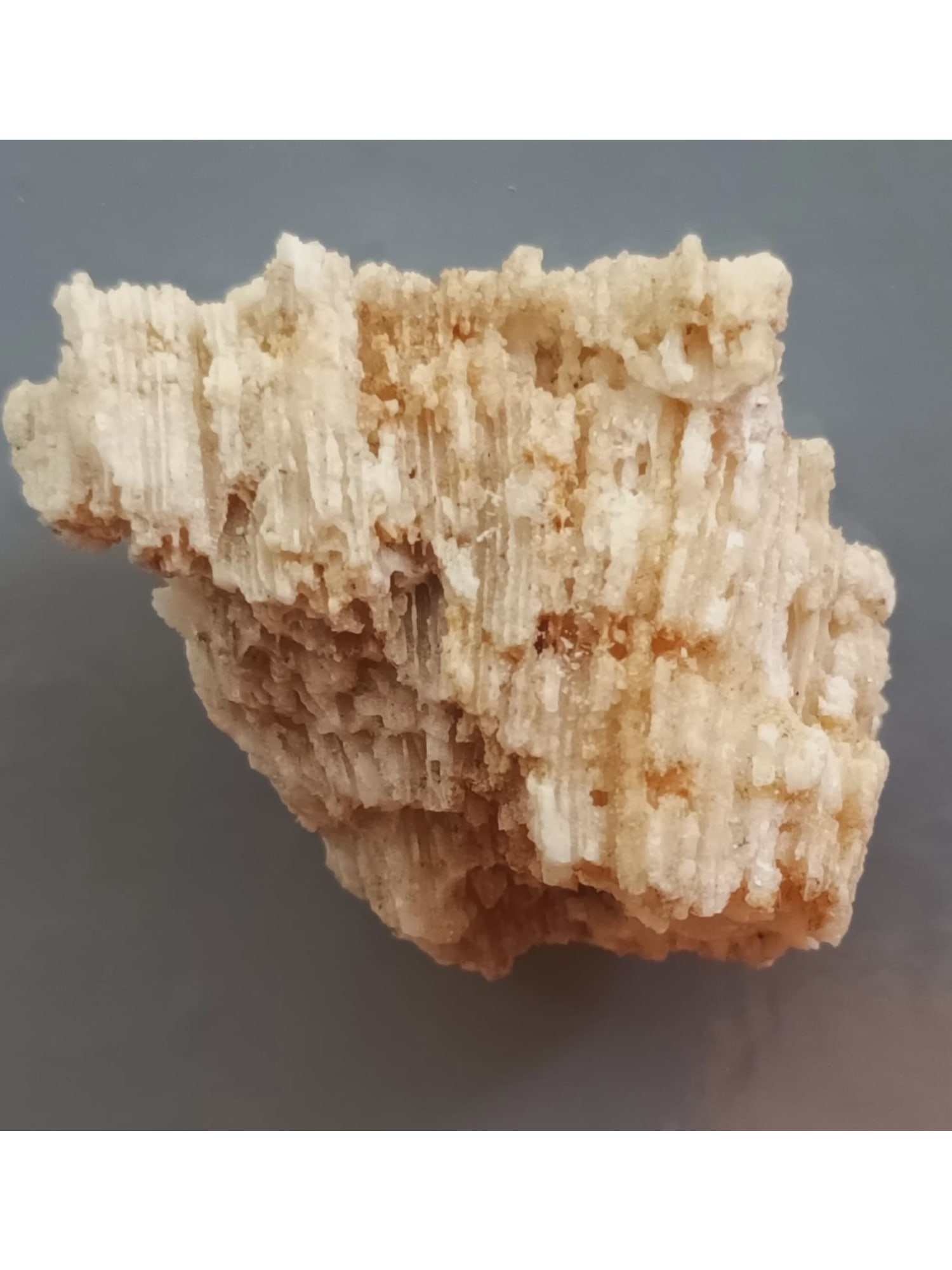 FOSSIL CORALS - 2