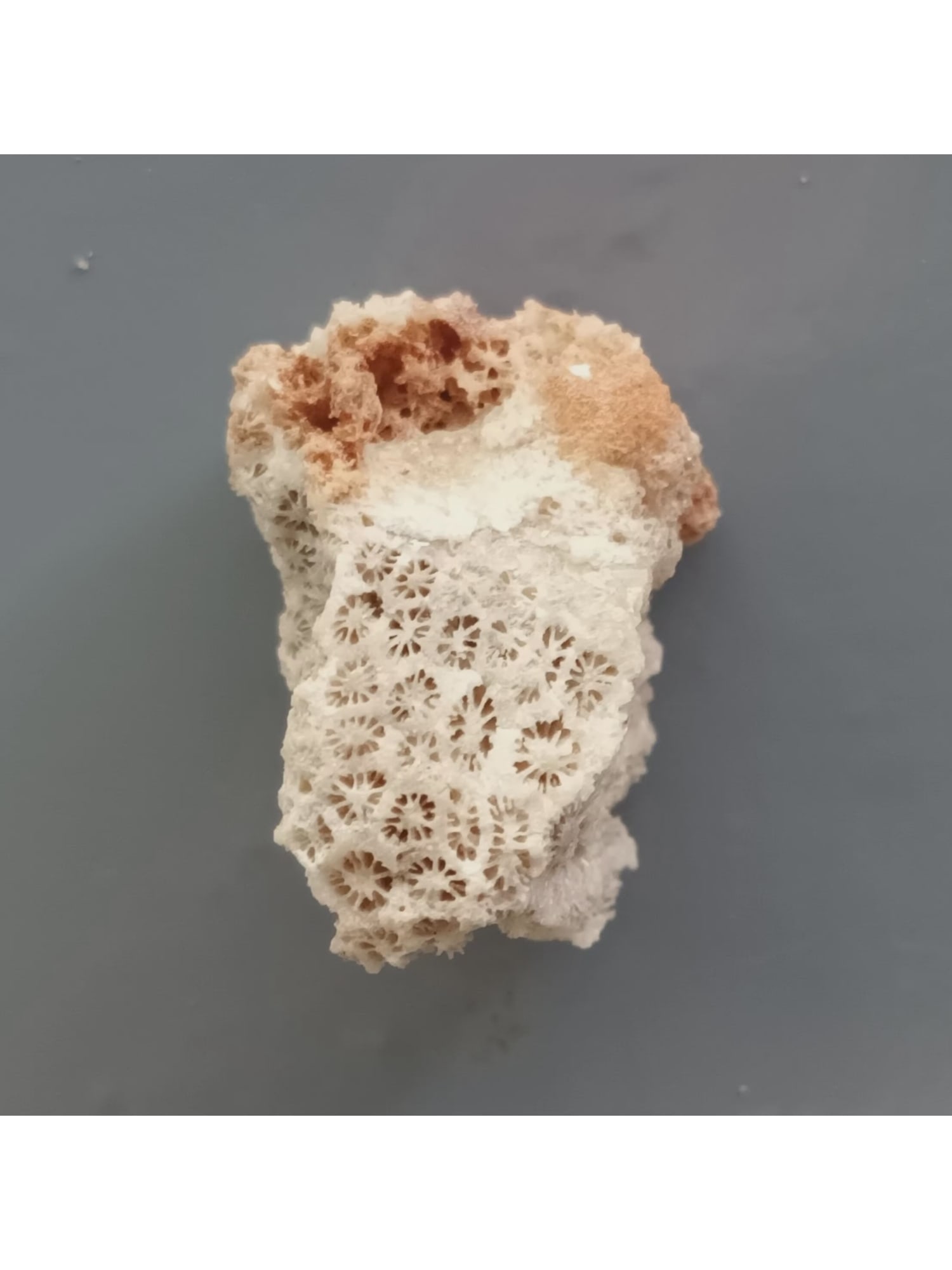 FOSSIL CORALS: Fossil corals. Weight: 21 grams. Origin: Panglao, Bohol, Philippines. (CA61/79) THIS LOT QUALIFIES FOR A 30-DAY UNCONDITIONAL RETURN FROM THE DATE OF SALE. BUYERS ARE RESPONSIBLE FOR RETURN SHI