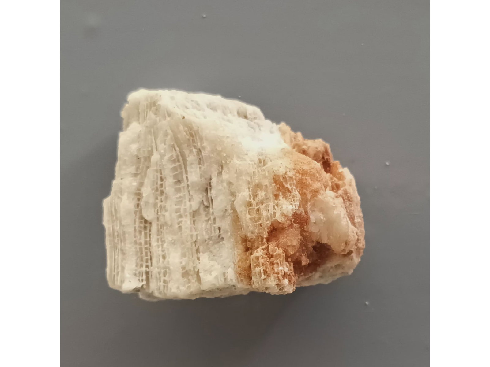 FOSSIL CORALS - 2