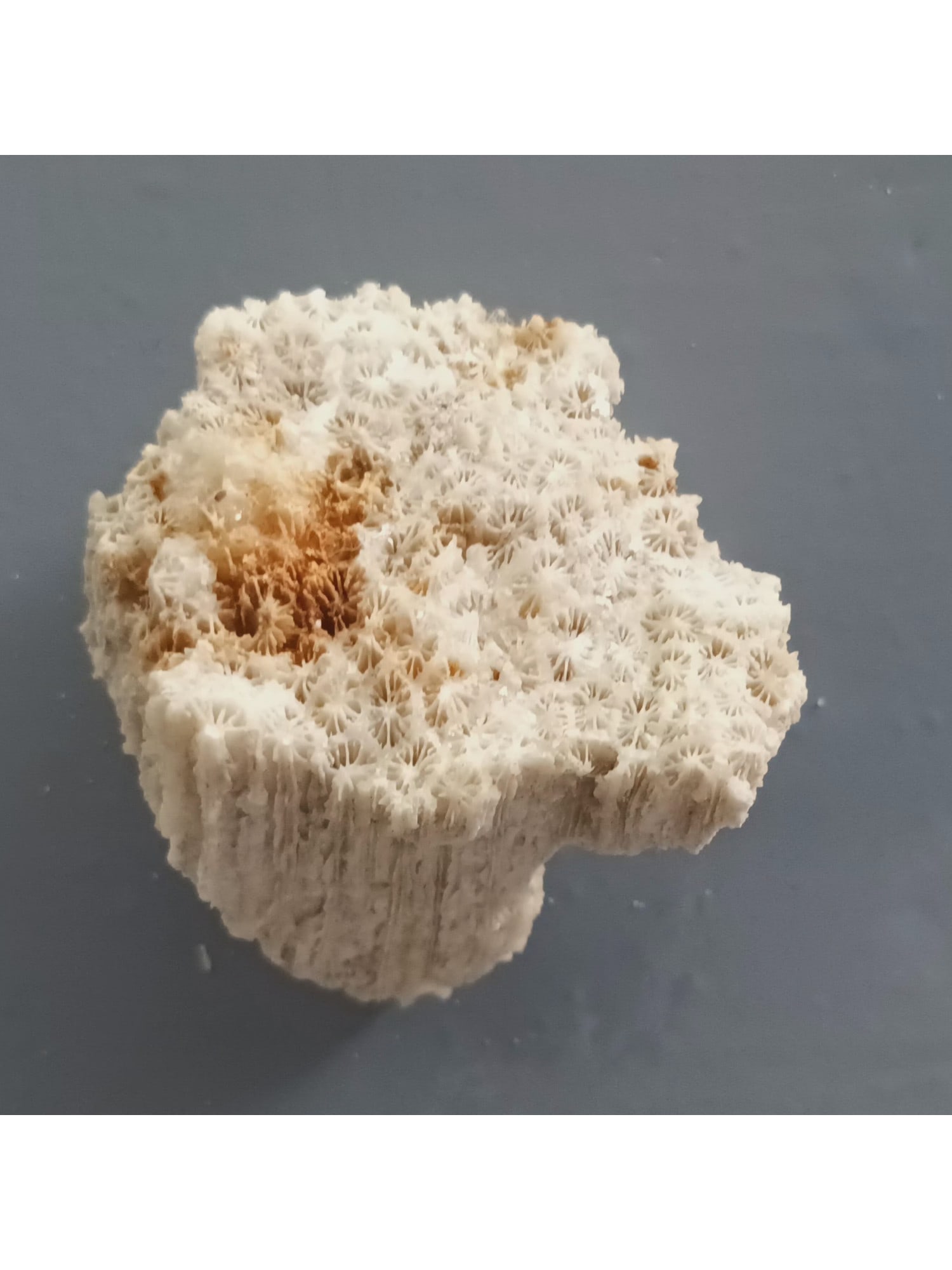 FOSSIL CORALS: Fossil corals. Weight: 38 grams. Origin: Panglao, Bohol, Philippines. (CA61/283) THIS LOT QUALIFIES FOR A 30-DAY UNCONDITIONAL RETURN FROM THE DATE OF SALE. BUYERS ARE RESPONSIBLE FOR RETURN SH