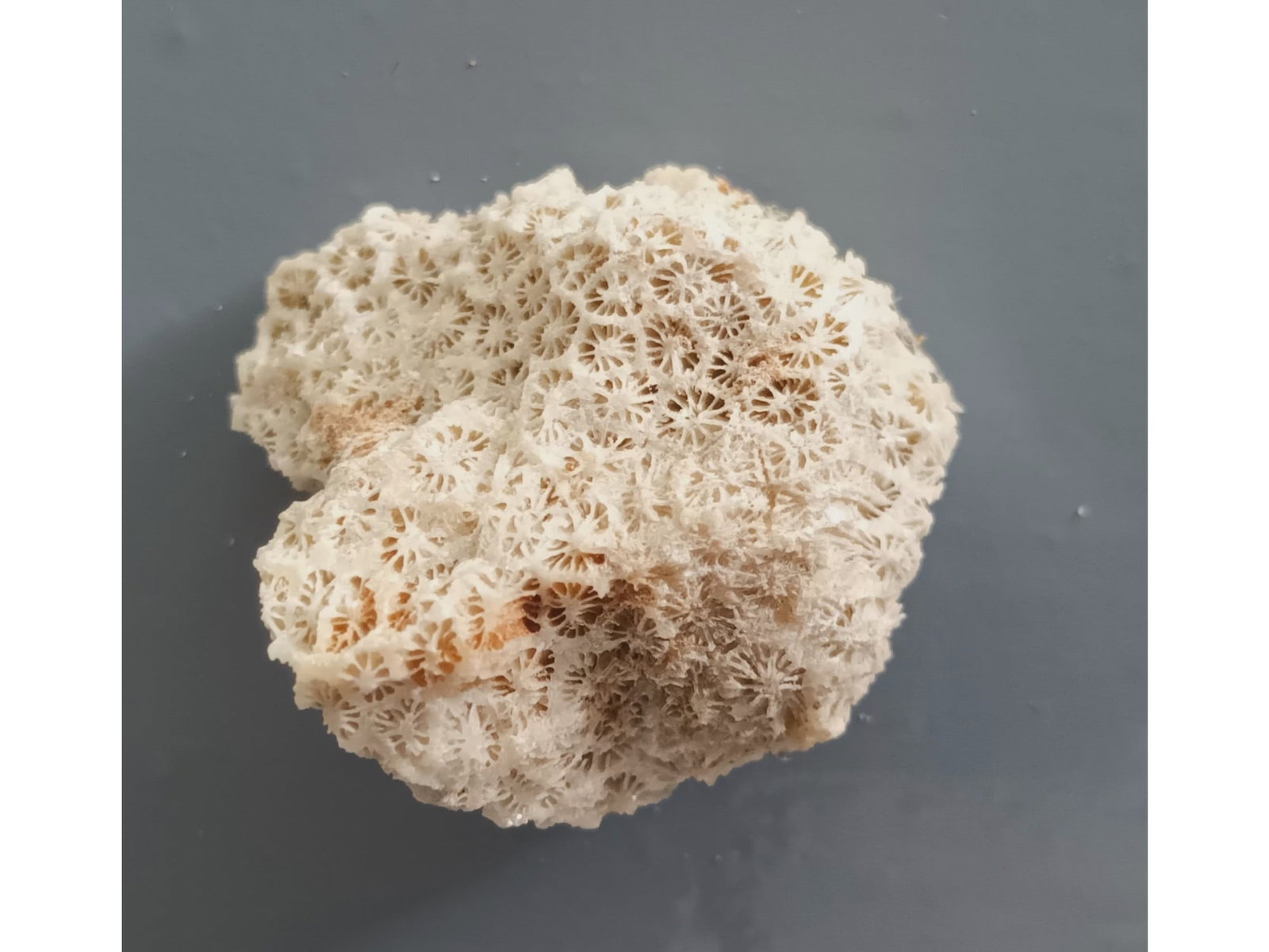 FOSSIL CORALS - 2