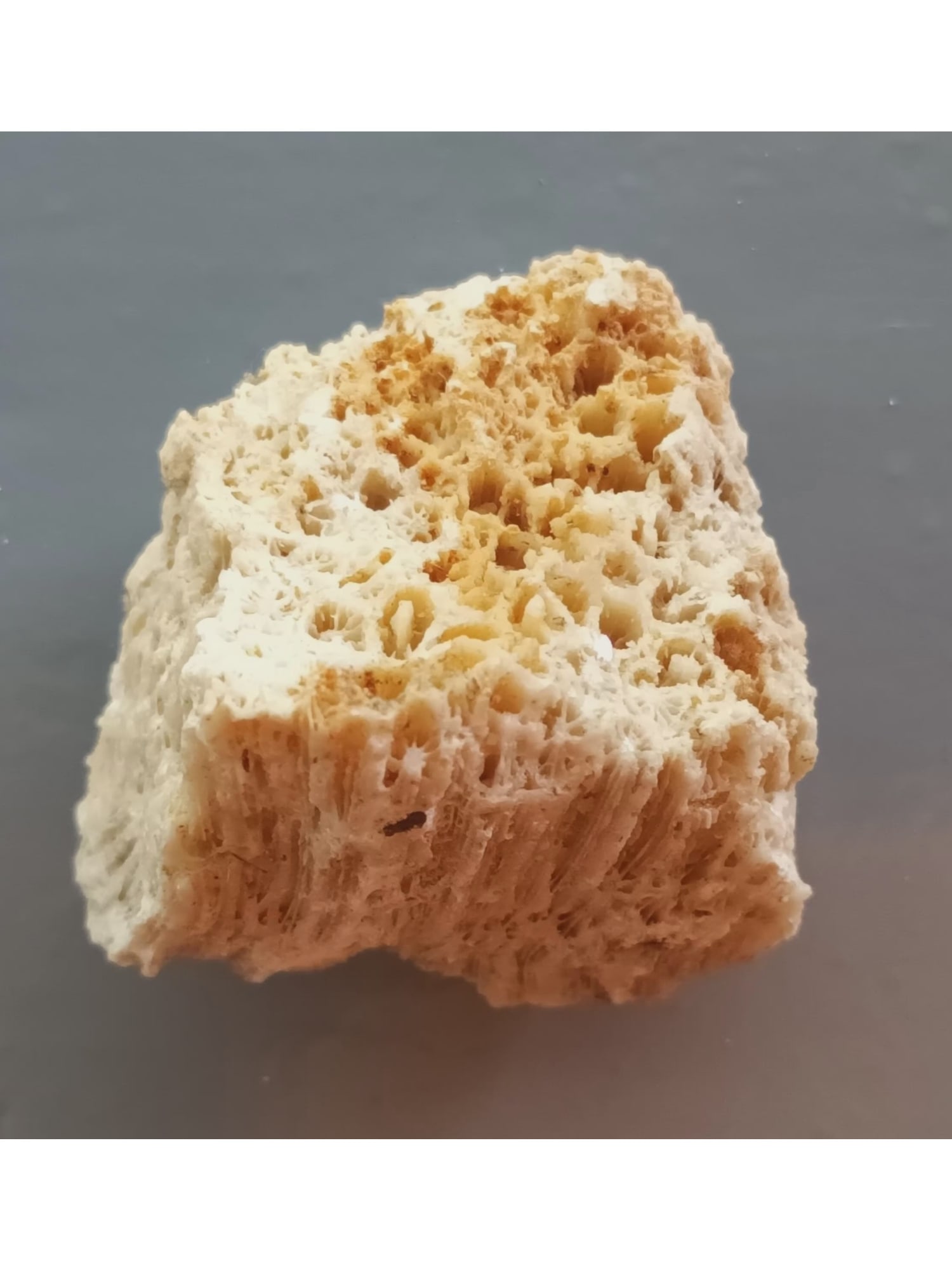FOSSIL CORALS: Fossil corals. Weight: 50 grams. Origin: Panglao, Bohol, Philippines. (CA61/163) THIS LOT QUALIFIES FOR A 30-DAY UNCONDITIONAL RETURN FROM THE DATE OF SALE. BUYERS ARE RESPONSIBLE FOR RETURN SH