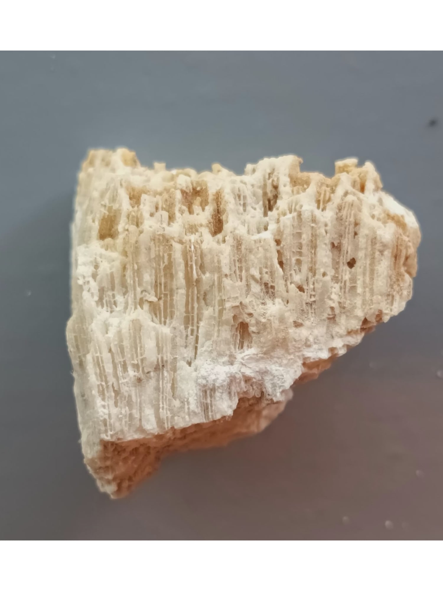 FOSSIL CORALS - 2
