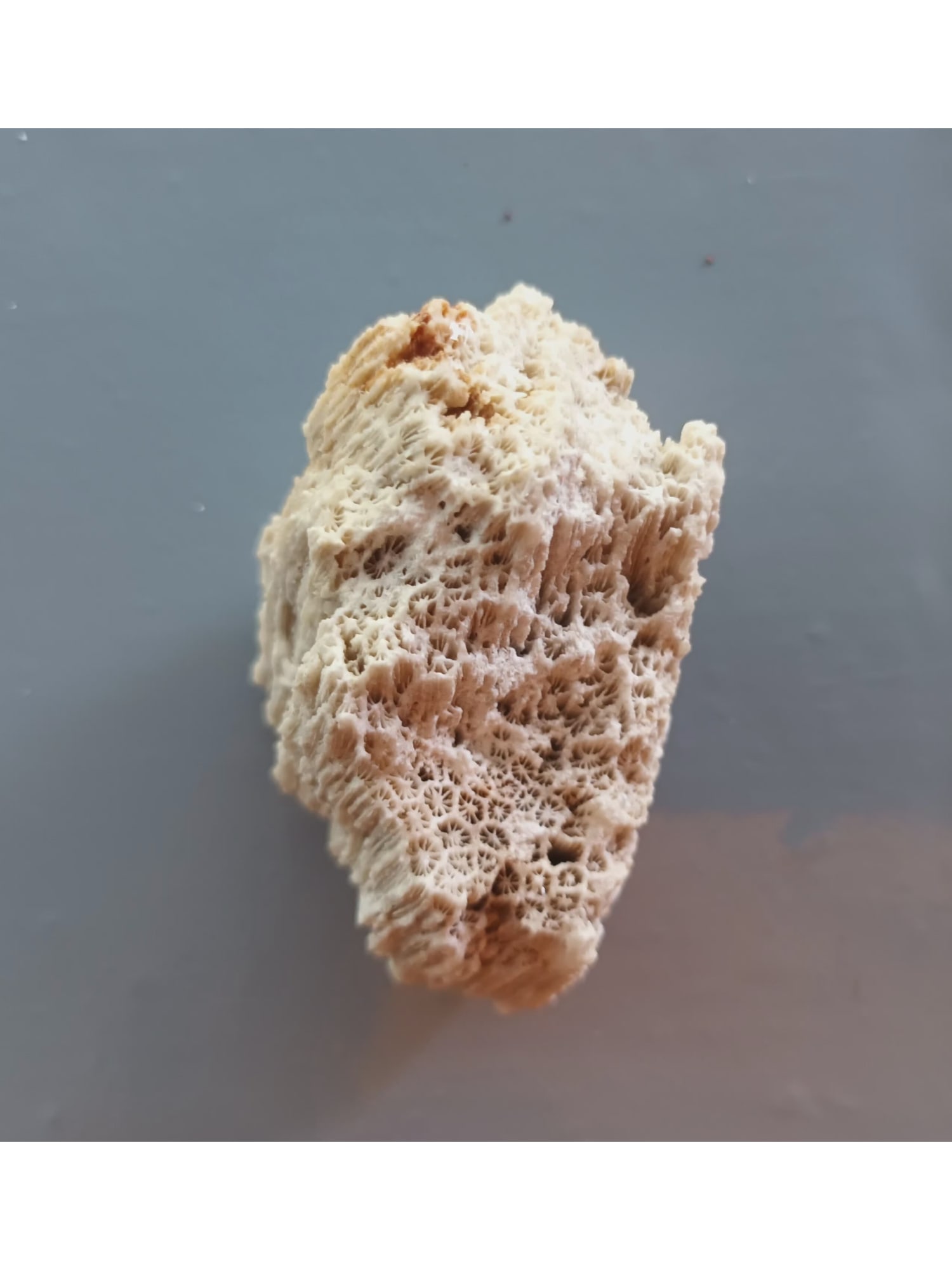 FOSSIL CORALS: Fossil corals. Weight: 91 grams. Origin: Panglao, Bohol, Philippines. (CA61/30) THIS LOT QUALIFIES FOR A 30-DAY UNCONDITIONAL RETURN FROM THE DATE OF SALE. BUYERS ARE RESPONSIBLE FOR RETURN SHI