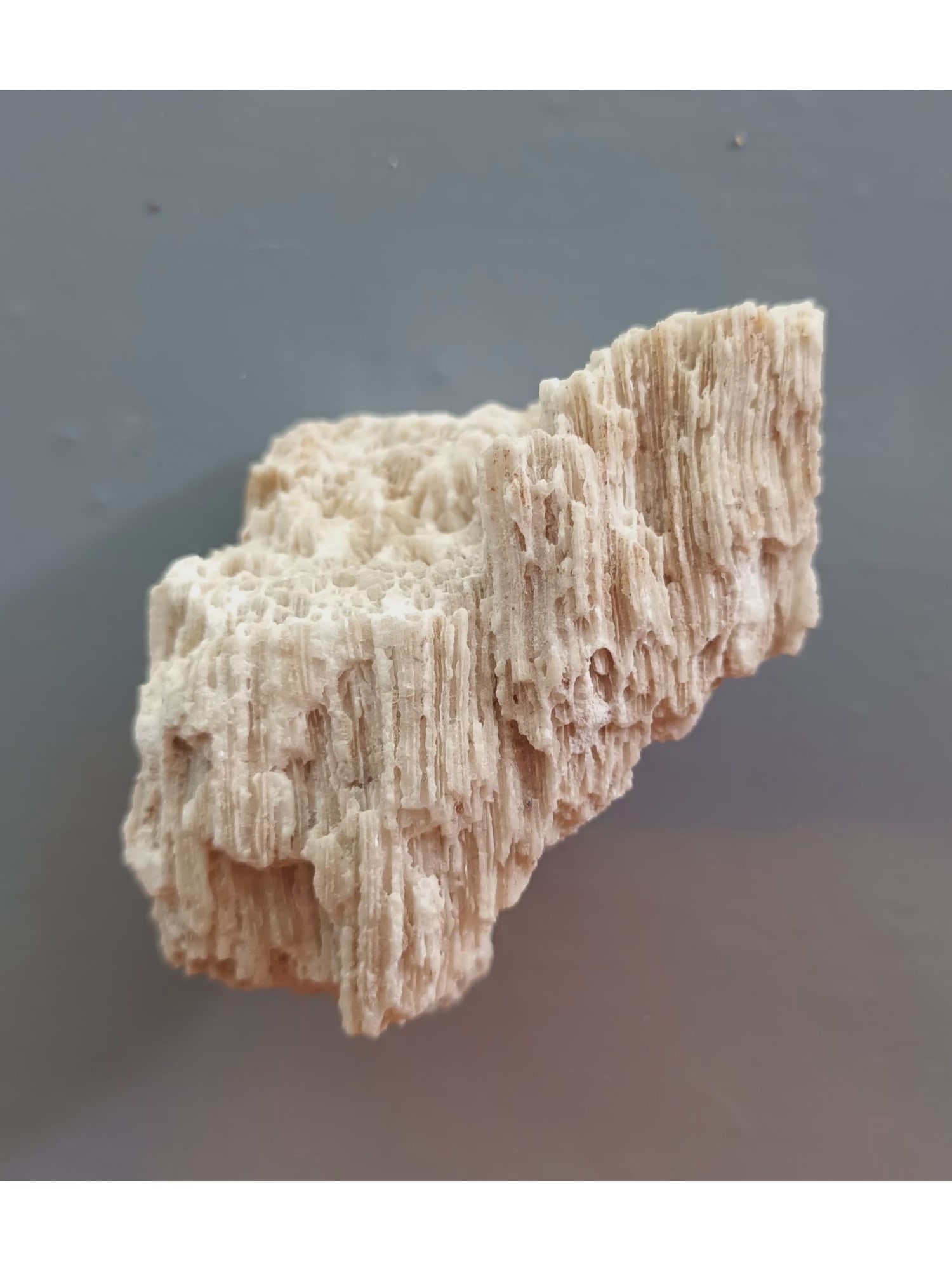 FOSSIL CORALS - 2