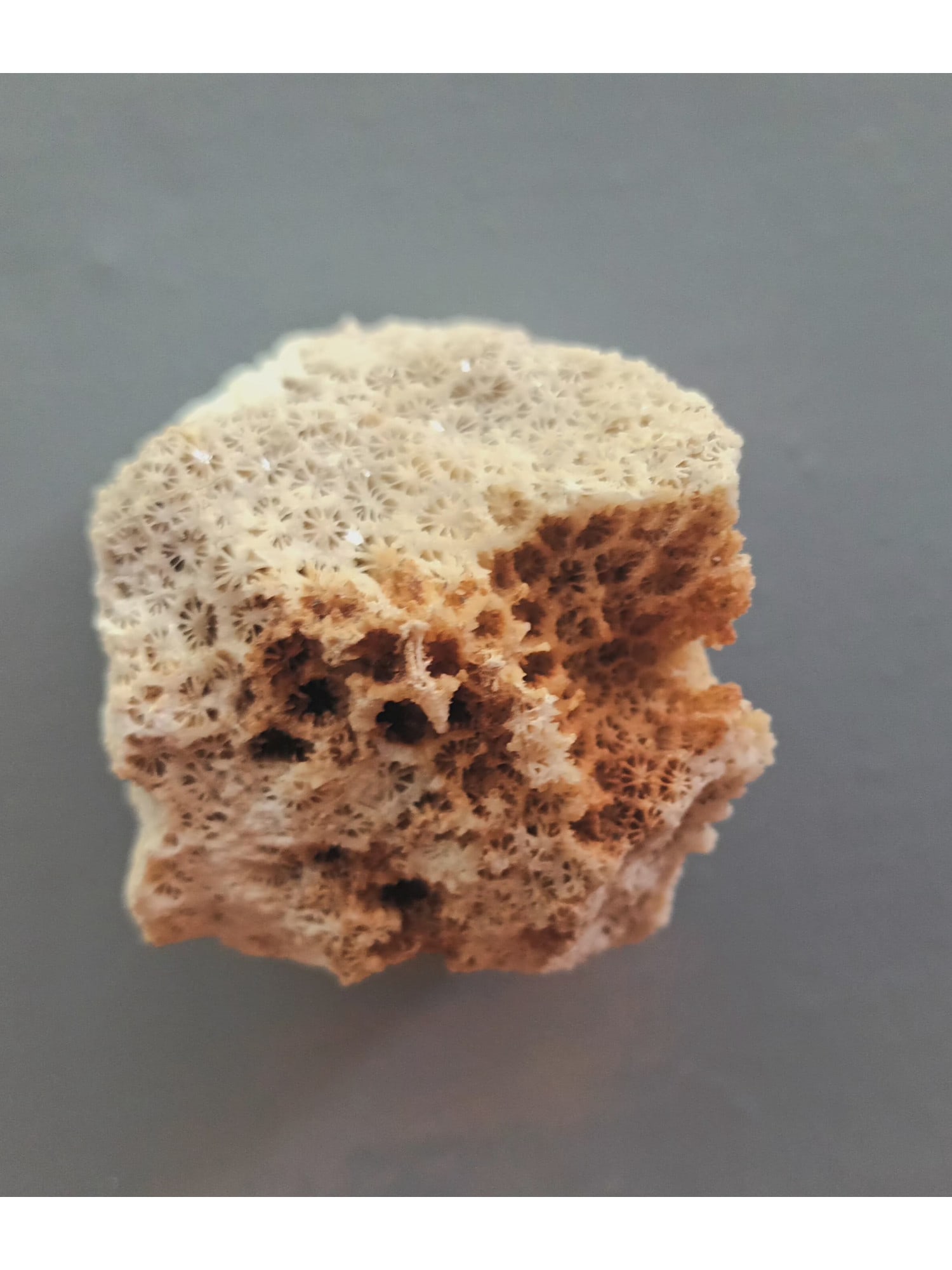 FOSSIL CORALS: Fossil corals. Weight: 84 grams. Origin: Panglao, Bohol, Philippines. (CA61/220) THIS LOT QUALIFIES FOR A 30-DAY UNCONDITIONAL RETURN FROM THE DATE OF SALE. BUYERS ARE RESPONSIBLE FOR RETURN SH