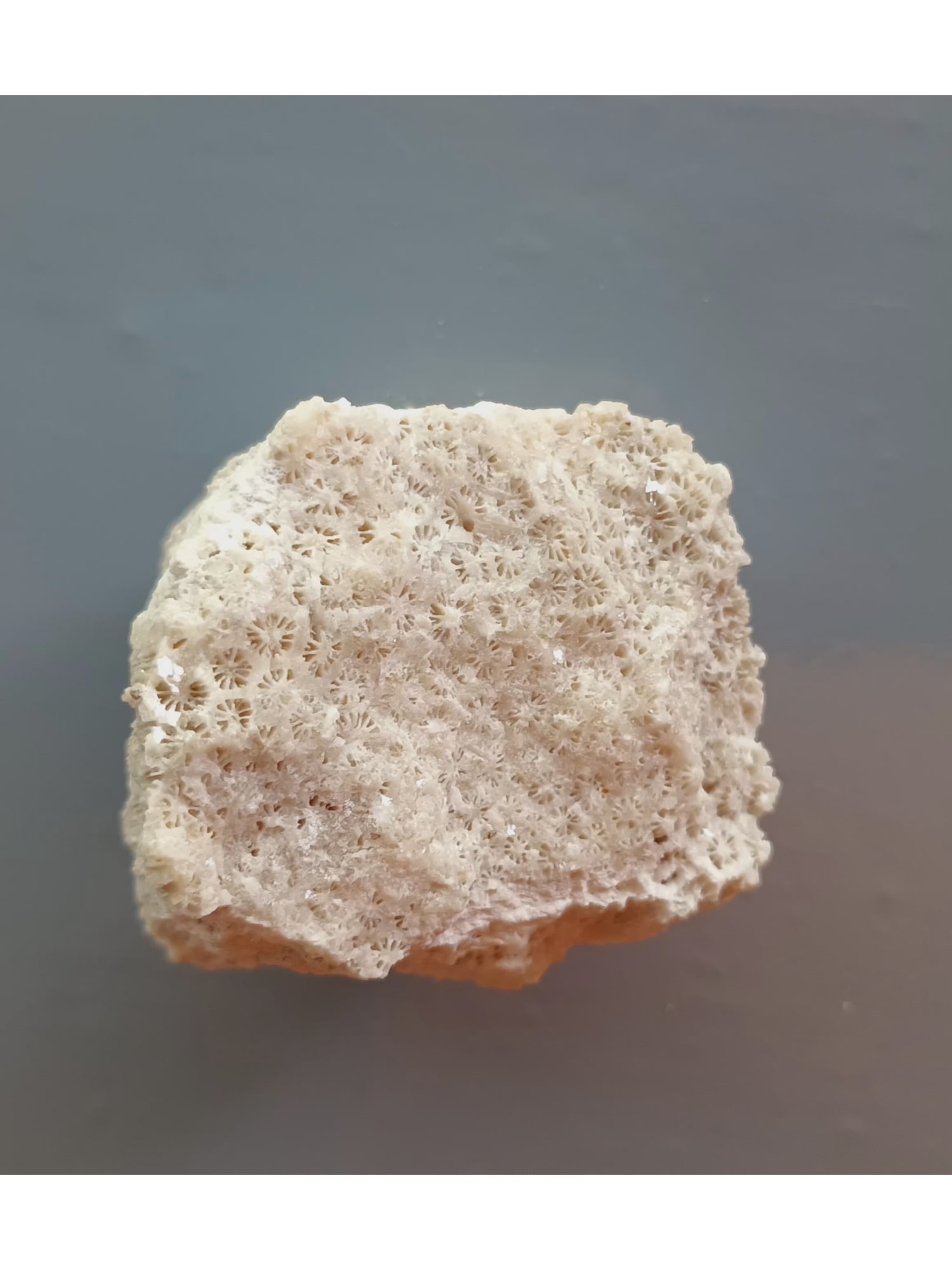 FOSSIL CORALS - 2