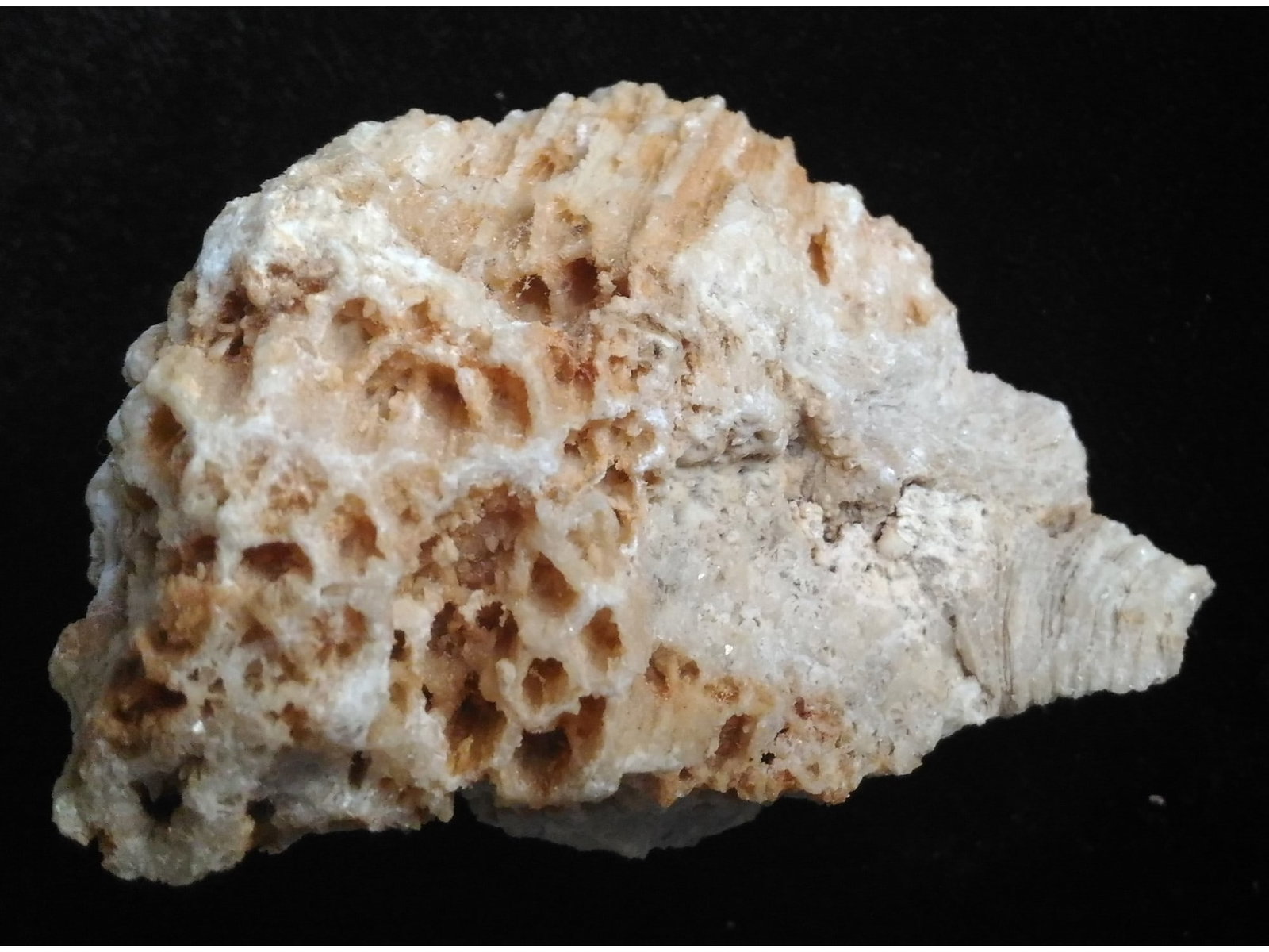 FOSSIL CORALS: Fossi corals: Weight: 144 grams. Origin: Panglao, Bohol, Philippines. (CA61/88) THIS LOT QUALIFIES FOR A 30-DAY UNCONDITIONAL RETURN FROM THE DATE OF SALE. BUYERS ARE RESPONSIBLE FOR RETURN SHI