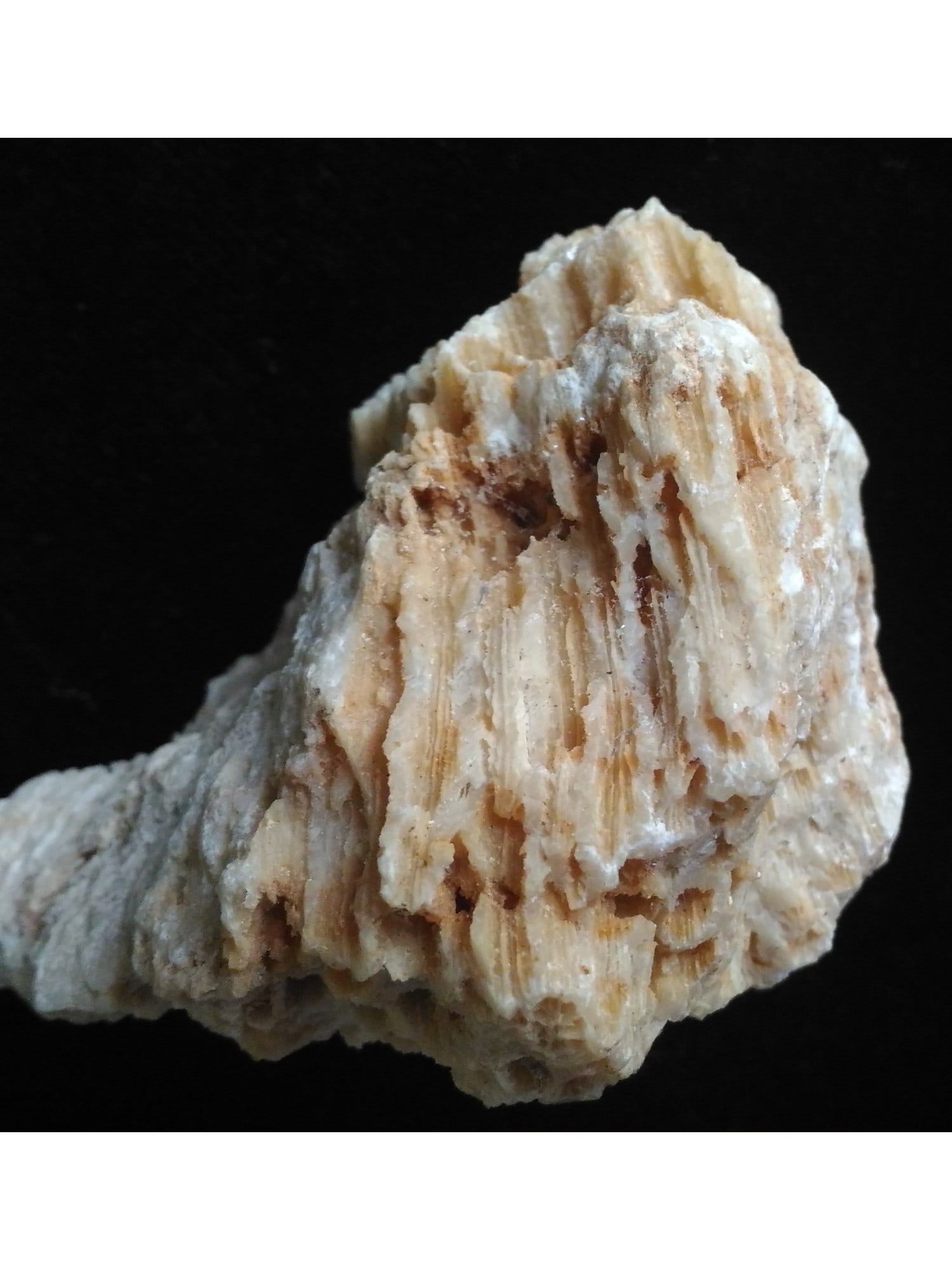 FOSSIL CORALS - 2