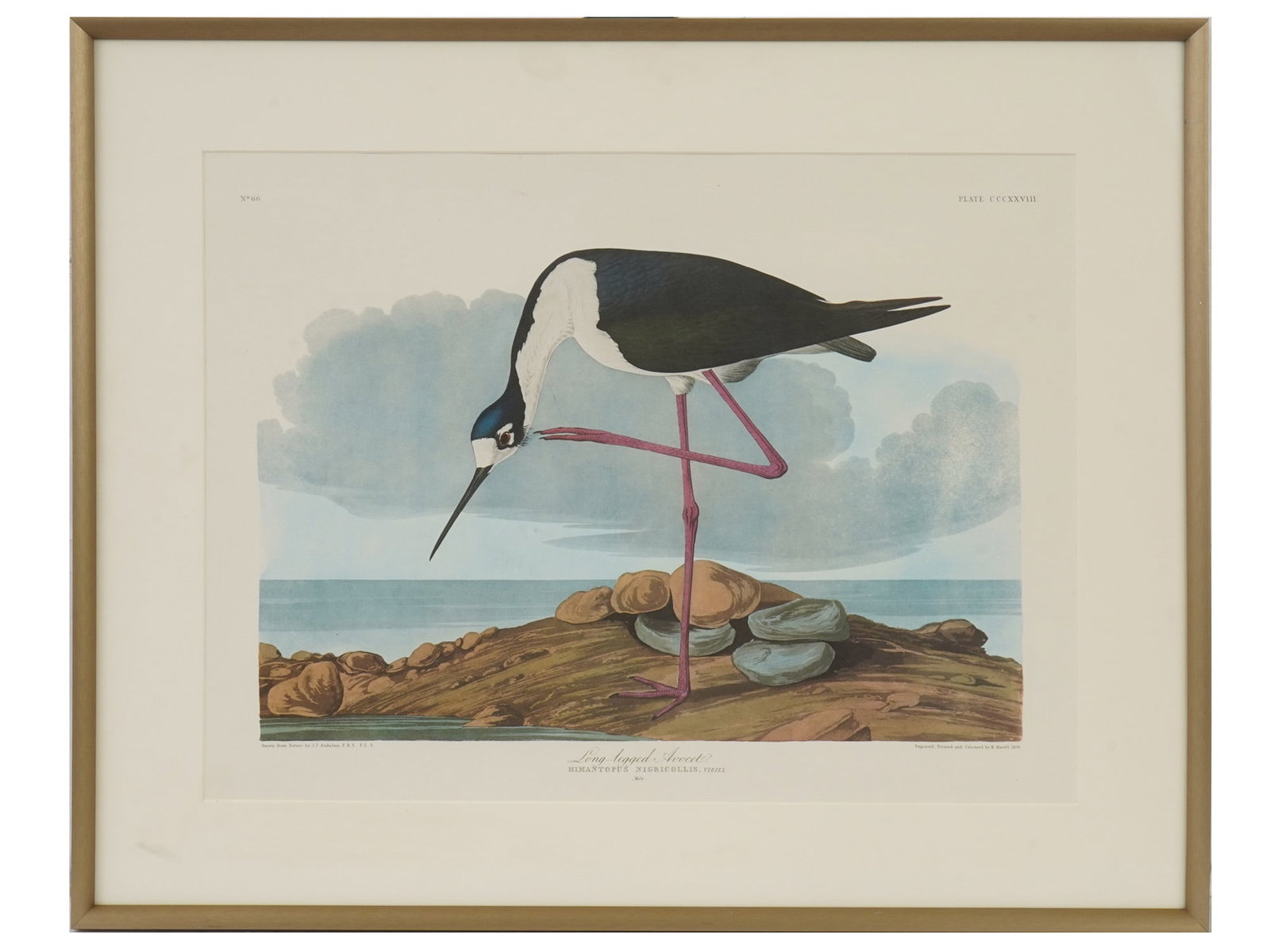 AFTER AUDUBON BIRDS OF AMERICA AVOCET OFFSET PRINT (1 of 8)