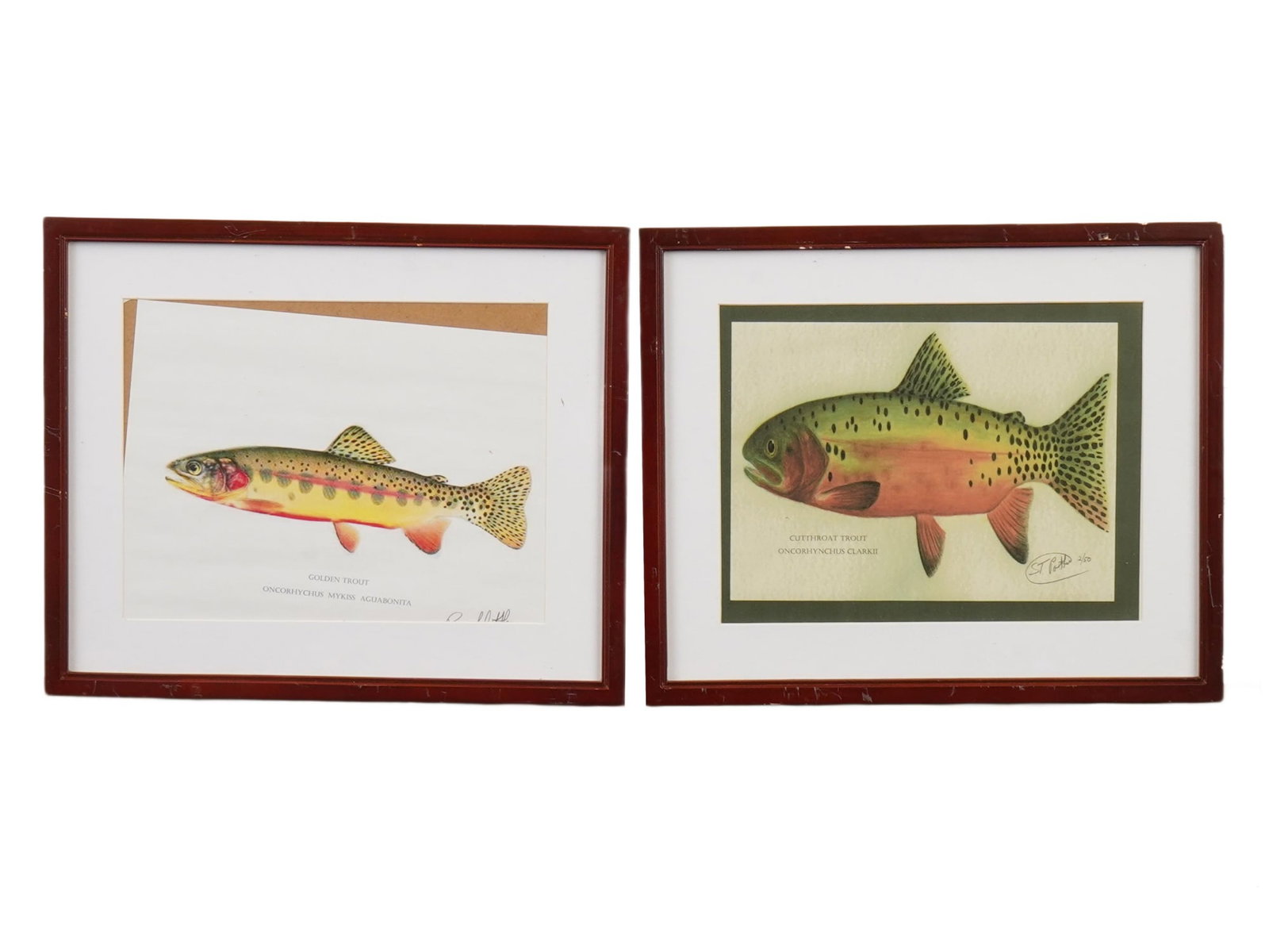 VINTAGE GOLDEN AND CUTTHROAT TROUT PRINTS SIGNED: A pair of vintage trout prints, each signed and numbered at the lower right and framed, depicting two notable species associated with California waters. The left print features a Golden Trout, while t
