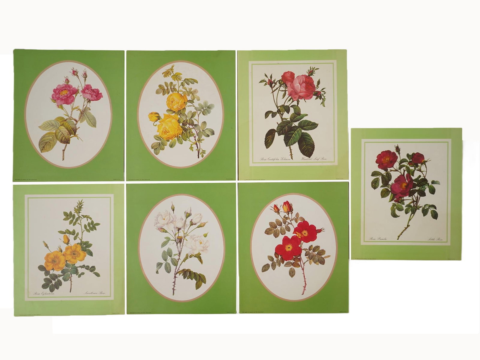 LOT OF ASPELIN GALLERIES ROSES BOTANICAL ART PRINTS: A collection of seven Aspelin Galleries Roses botanical art prints, primarily from the 1980s featuring realistic depictions of various rose species, Rosa Eglanteria, Rosa Lumila, and others often with