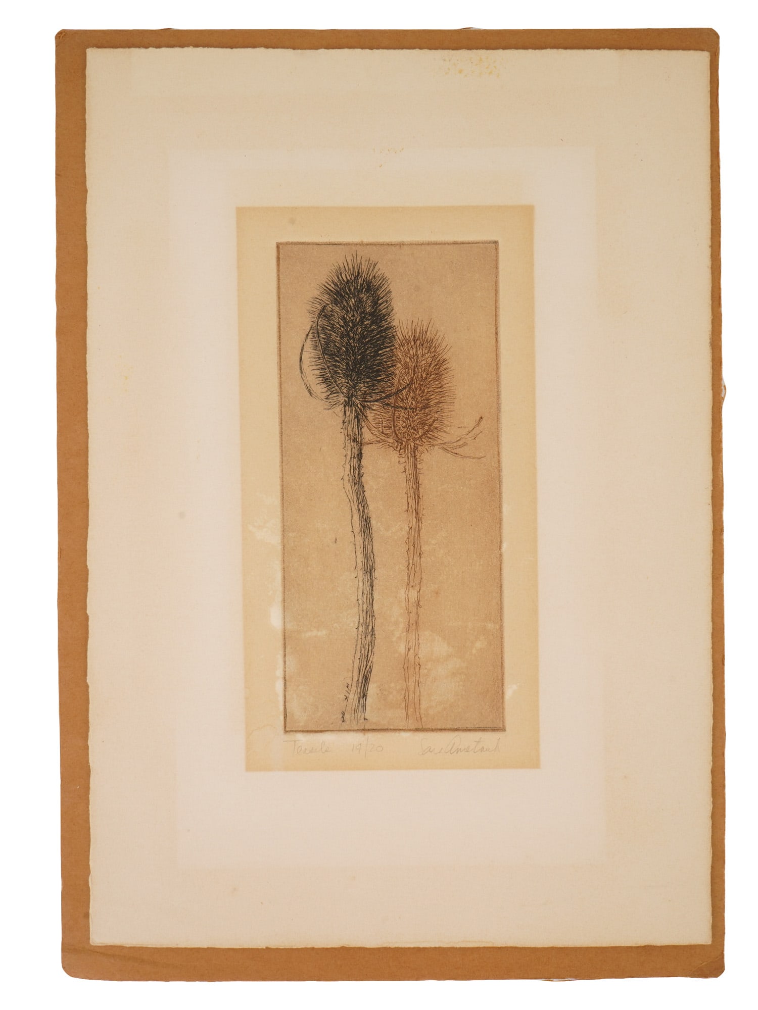 MID CENTURY ETCHING PRINT TEASELS SIGNED FRAMED: A mid-century etching print on paper depicting teasels. Signed lower right and numbered 19 of 20. Matted and framed. Mid Century Prints And Art Collectibles For Home Decor. THIS LOT IS ELIGIBLE FOR A 