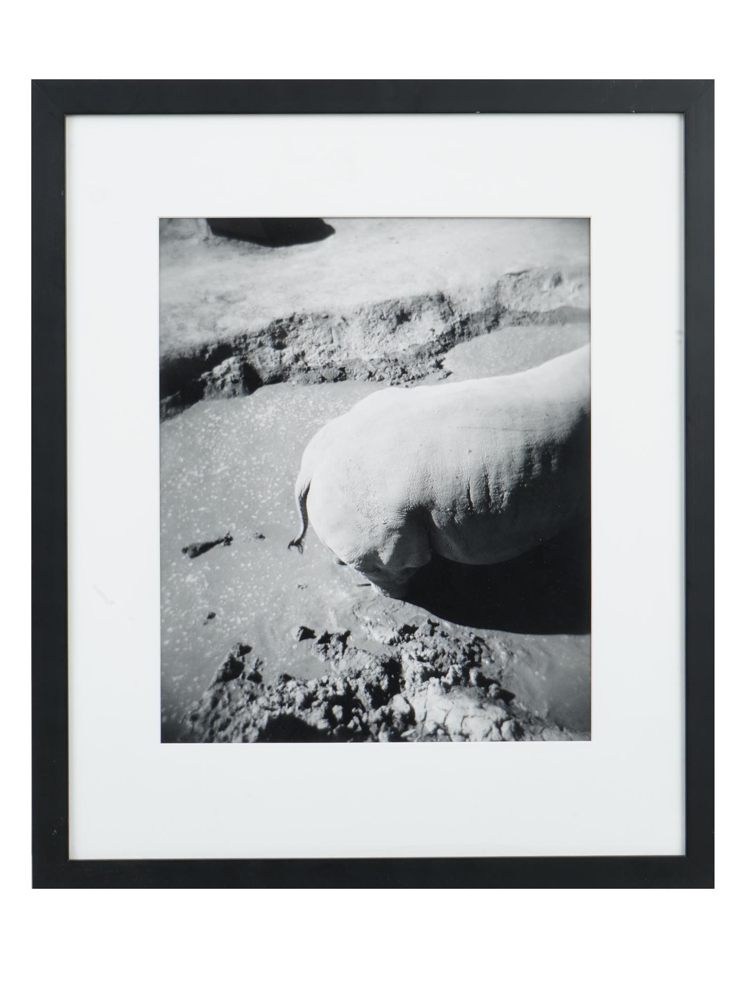 VINTAGE ANIMAL PHOTOGRAPH BY BERT ENGEL 2002: A vintage black and white animal photograph by Bert Engel, 2002. The artwork depicts a part of the body of an animal, apparently a rhinoceros, in its natural habitat. Matted and framed. Vintage BNW Ph