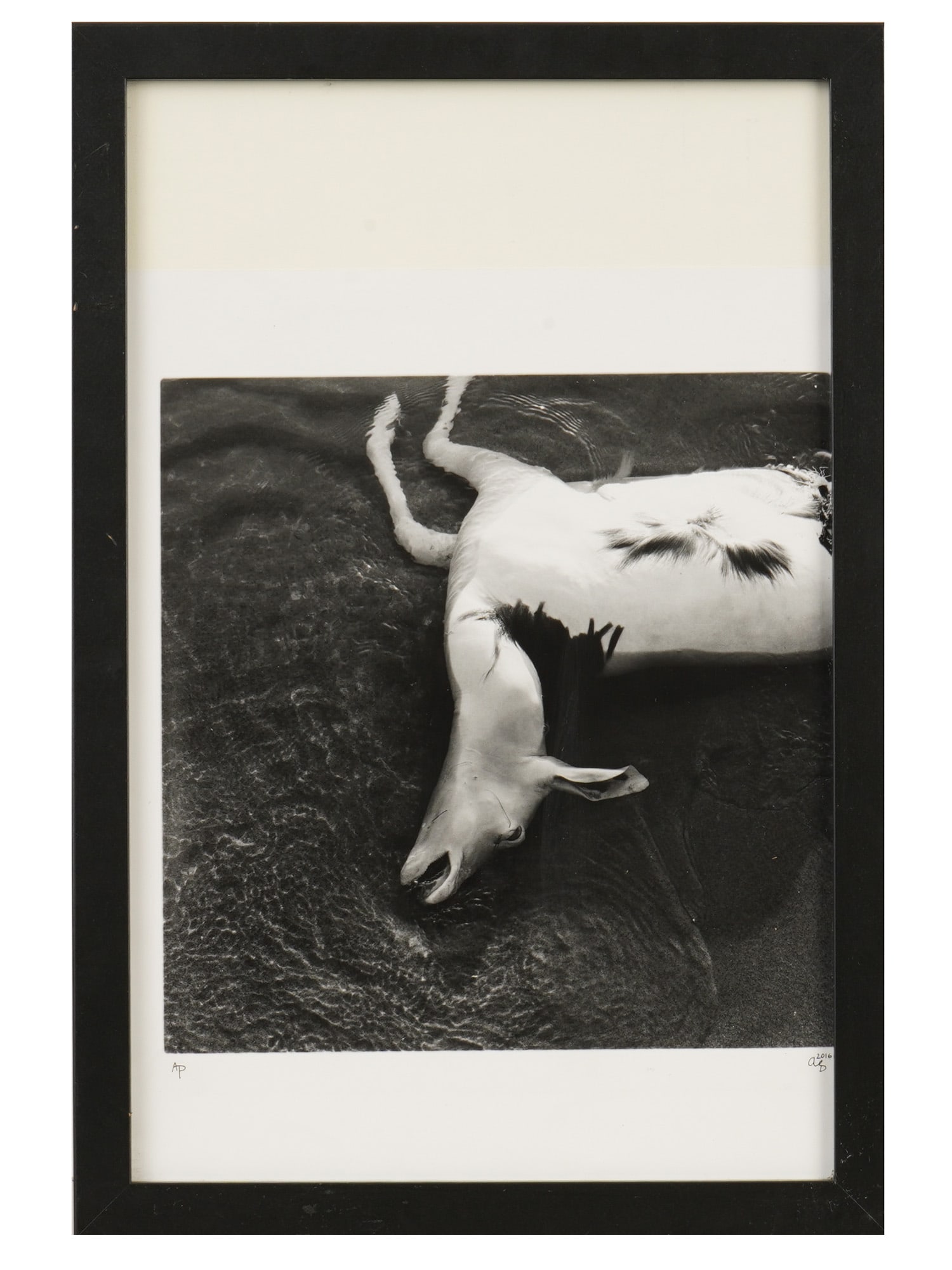 LIMITED EDITION PHOTOGRAPH OF AN ANTELOPE SIGNED: Black-and-white photograph on photo paper. The artwork depicts a dead antelope laying on water. Marked AP for Artist's Proof lower left. Signed AS or AD and dated 2016 lower right. Framed. Collectible