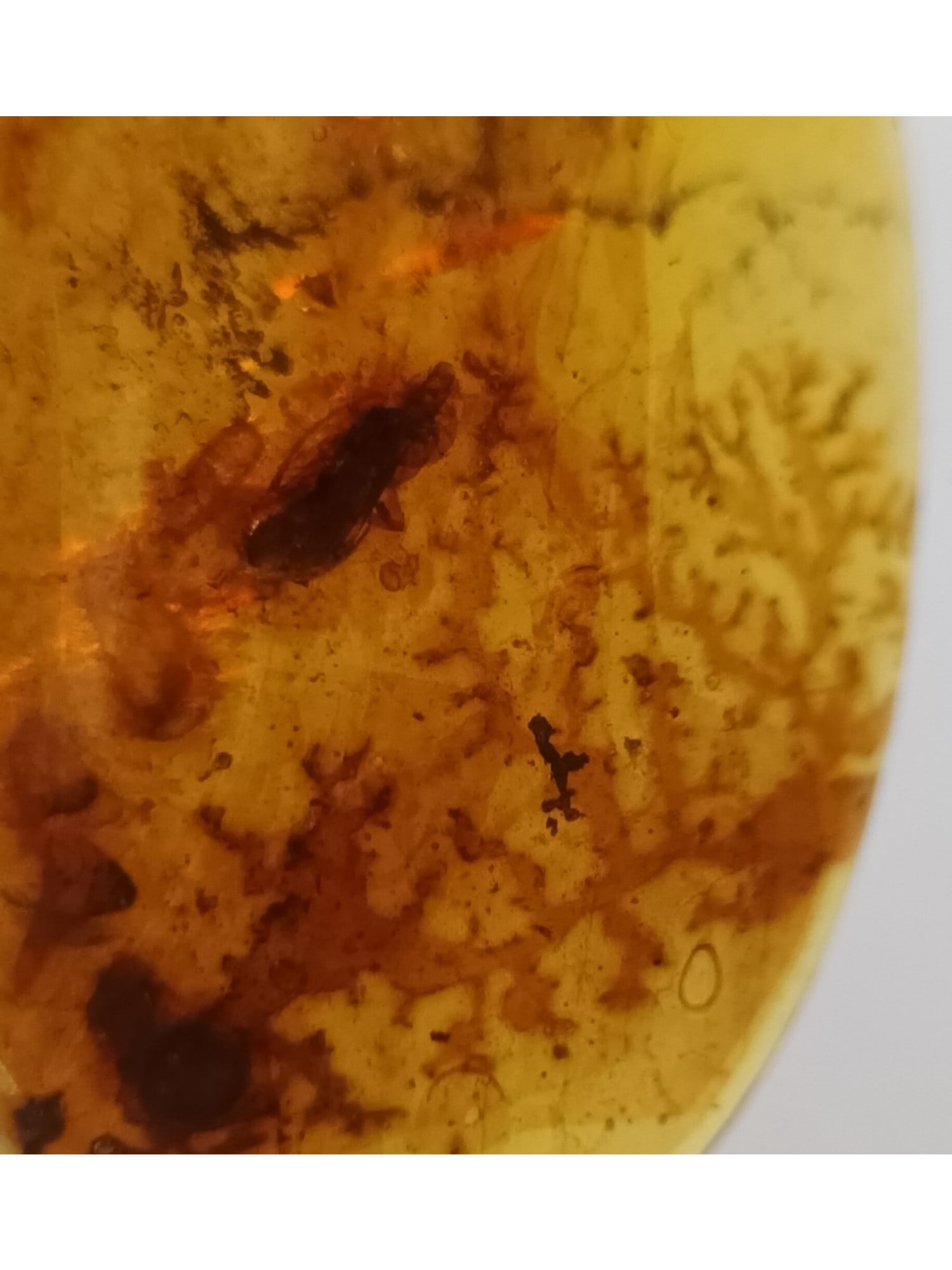 BURMITE AMBER WITH INSECT - 2