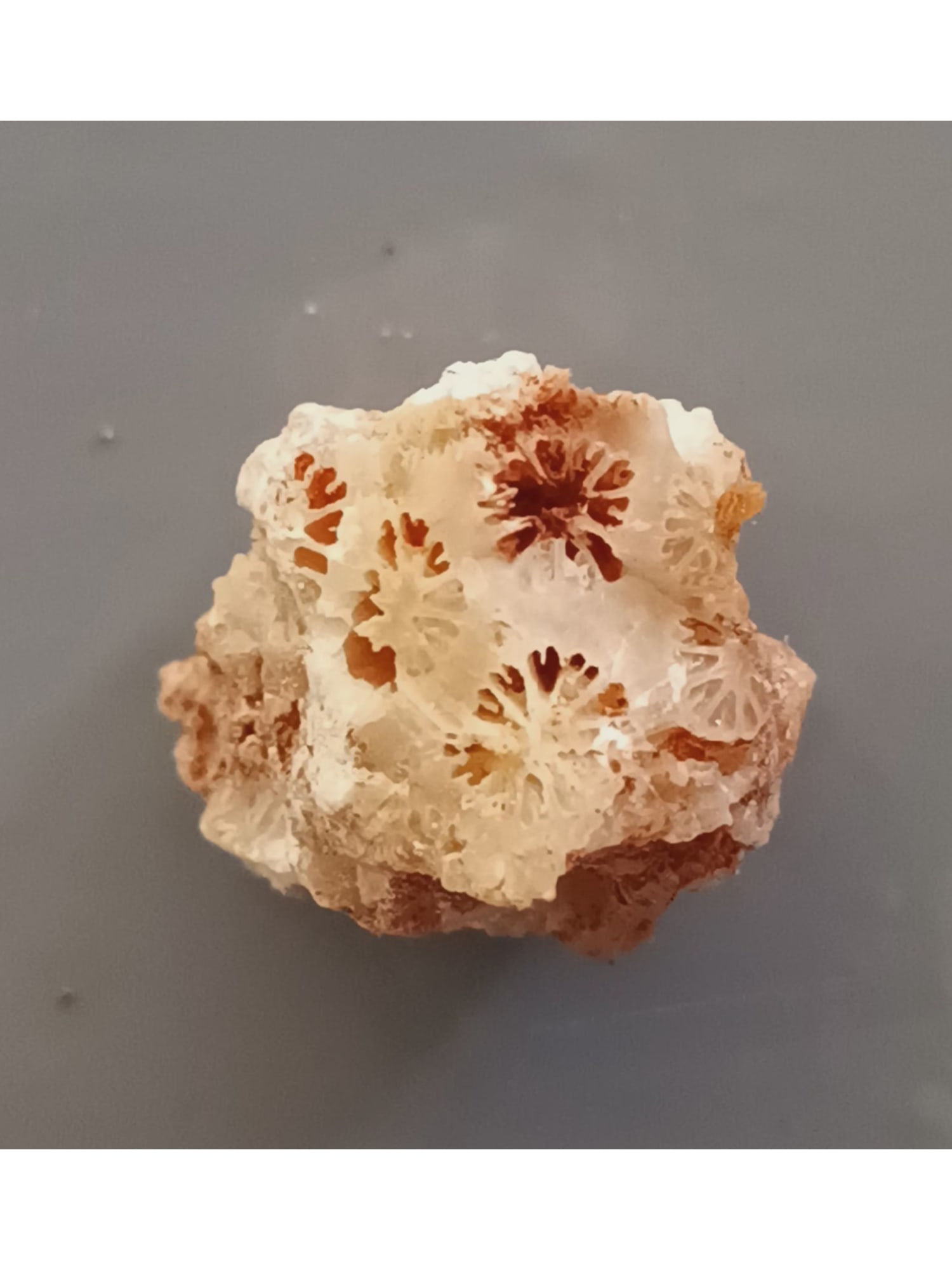FOSSIL CORALS: Fossil corals. (CA61/34) Weight: 4 grams. Origin: Panglao, Bohol, Philippines. THIS LOT QUALIFIES FOR A 30-DAY UNCONDITIONAL RETURN FROM THE DATE OF SALE. BUYERS ARE RESPONSIBLE FOR RETURN SHIPPING.