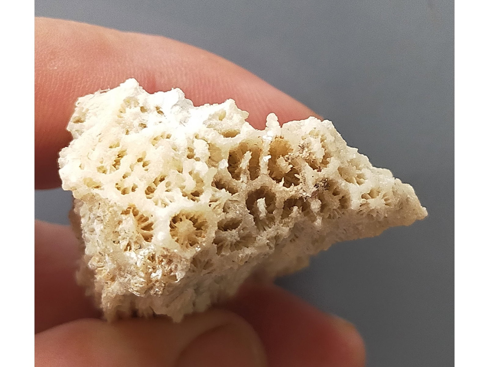 FOSSIL CORALS: Fossil corals. (CA61/286) Weight: 47 grams. Origin: Panglao, Bohol, Philippines. THIS LOT QUALIFIES FOR A 30-DAY UNCONDITIONAL RETURN FROM THE DATE OF SALE. BUYERS ARE RESPONSIBLE FOR RETURN