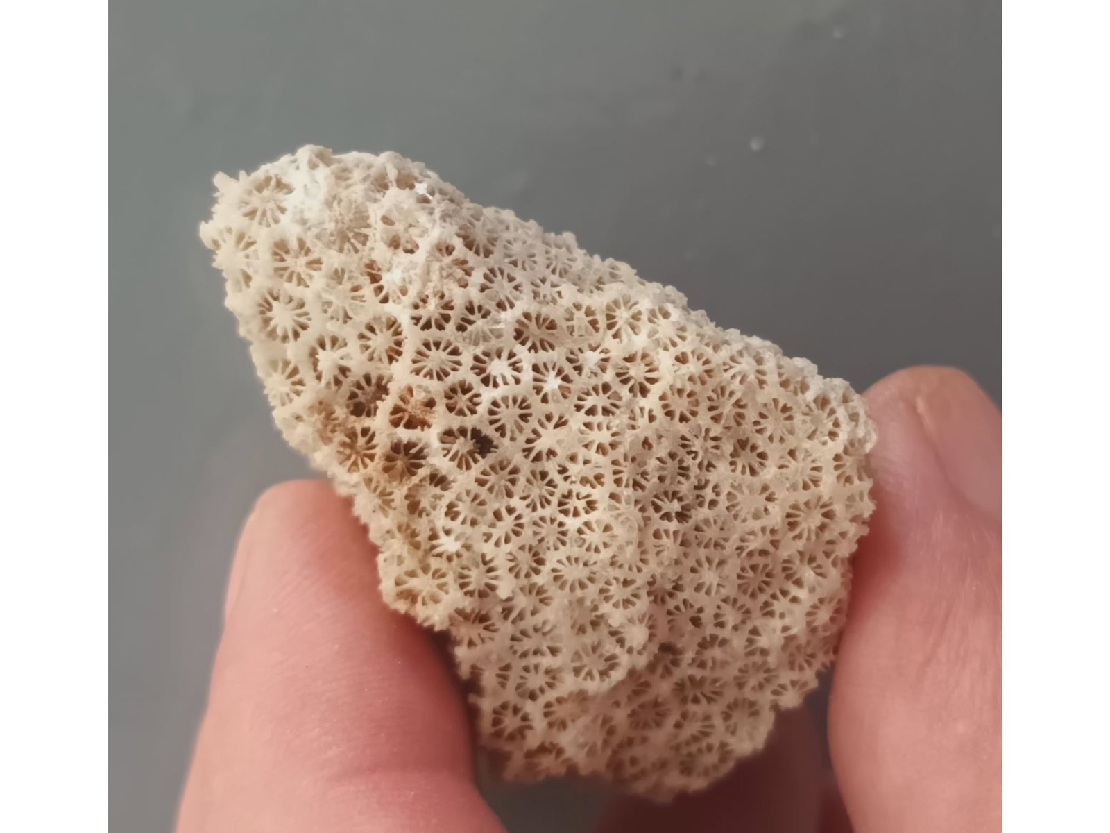 FOSSIL CORALS: Fossil corals. (CA61/25) Weight: 37 grams. Origin: Panglao, Bohol, Philippines. THIS LOT QUALIFIES FOR A 30-DAY UNCONDITIONAL RETURN FROM THE DATE OF SALE. BUYERS ARE RESPONSIBLE FOR RETURN SHIPPING.
