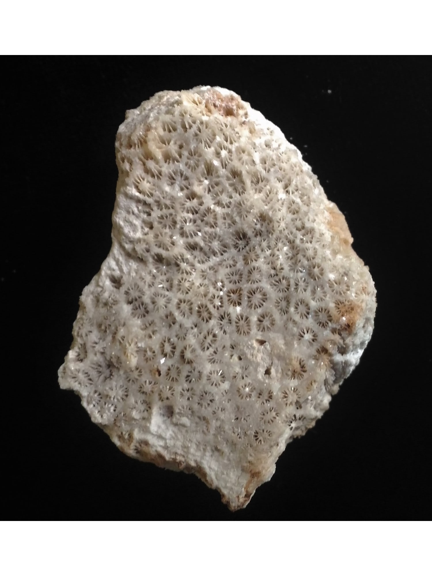 FOSSIL CORALS: Fossil corals. (CA61/90) Weight: 106 grams. Origin: Panglao, Bohol, Philippines. THIS LOT QUALIFIES FOR A 30-DAY UNCONDITIONAL RETURN FROM THE DATE OF SALE. BUYERS ARE RESPONSIBLE FOR RETURN