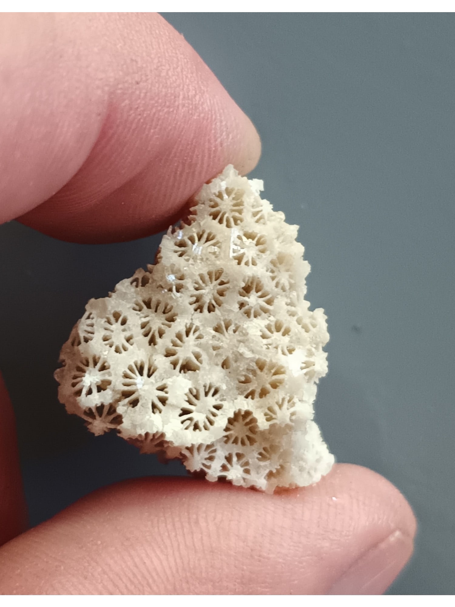 FOSSIL CORAL: Fossil coral (ca61/49). Weight: 4 grams. Origin: Panglao, Bohol, Philippines. THIS LOT QUALIFIES FOR A 30-DAY UNCONDITIONAL RETURN FROM THE DATE OF SALE. BUYERS ARE RESPONSIBLE FOR RETURN SHIPPING. Di