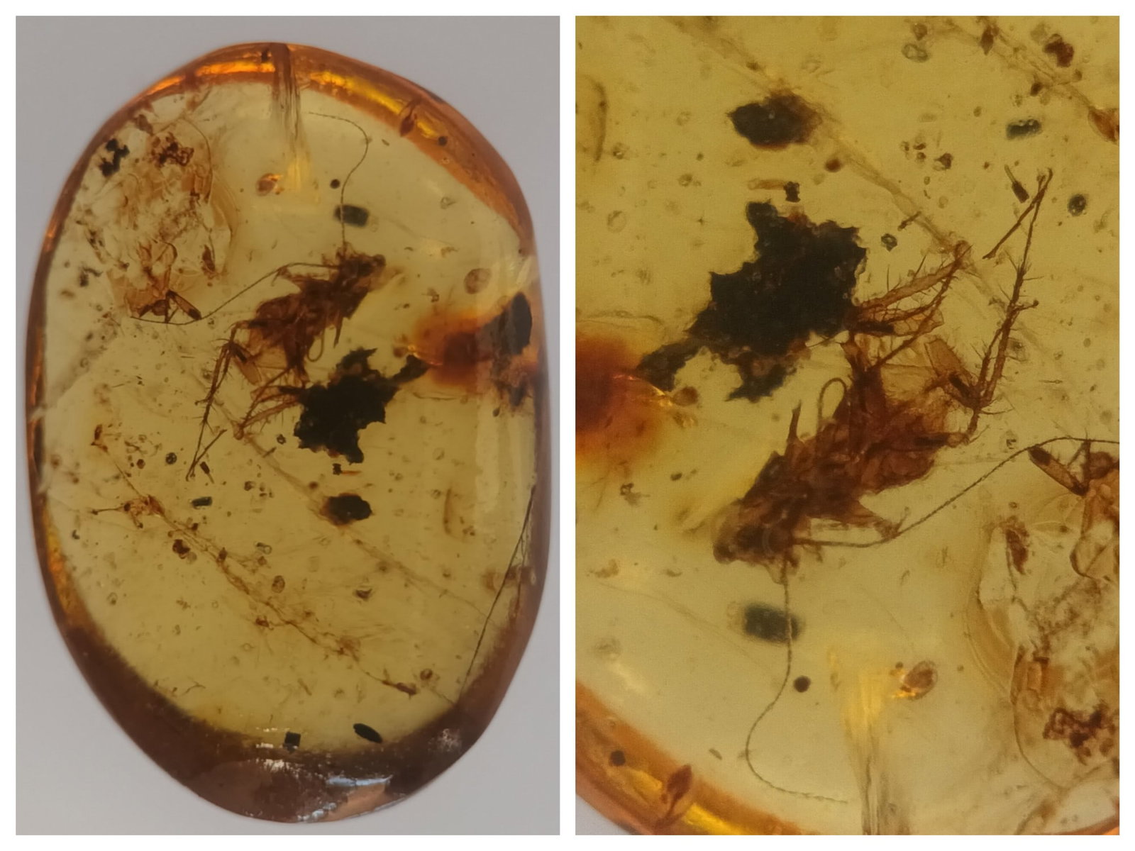 BURMITE AMBER WITH ROACH: Clear yellow burmite amber with roach (abr15/37). Weight: 0.83 grams. Age 99 mill. years. Origin: Hukawng valley, Kachin State, Myanmar. THIS LOT QUALIFIES FOR A 30-DAY UNCONDITIONAL RETURN FROM THE D