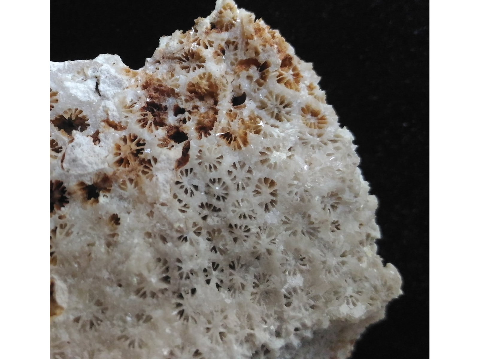 FOSSIL CORALS - 3