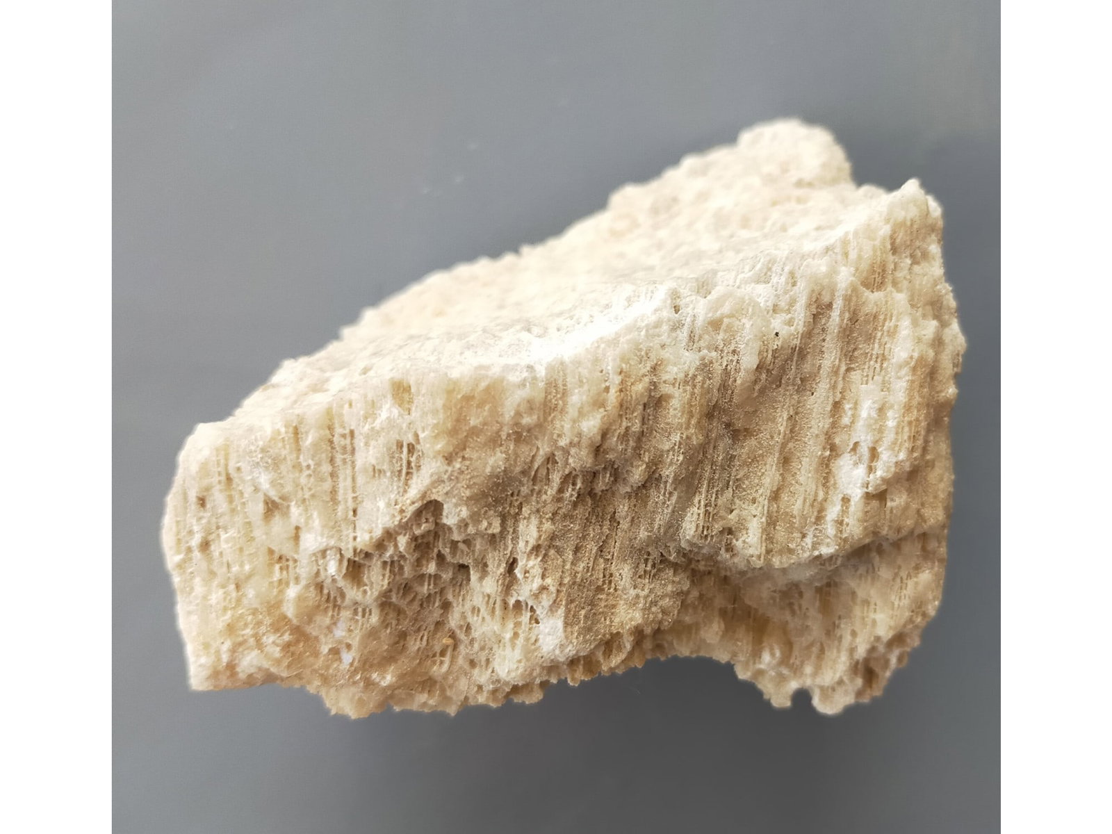 FOSSIL CORALS - 5