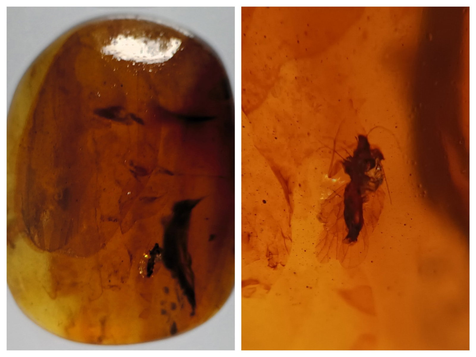 BURMITE AMBER WITH FLY: Orange brown bumrite amber with fly. (ABR12/86) Weight: 1.13 grams. Origin: Hukawng valley, Kachin state, Myanmar. Age: 99-100 mill. years. THIS LOT QUALIFIES FOR A 30-DAY UNCONDITIONAL RETURN FROM