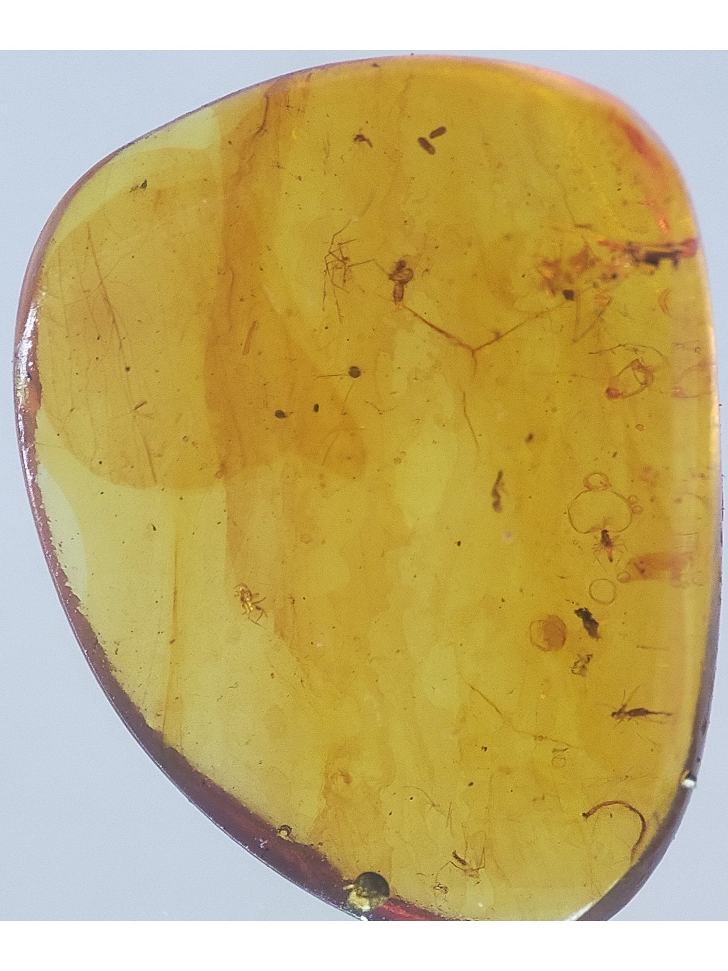 BURMITE AMBER WITH FIVE INSECTS - 3
