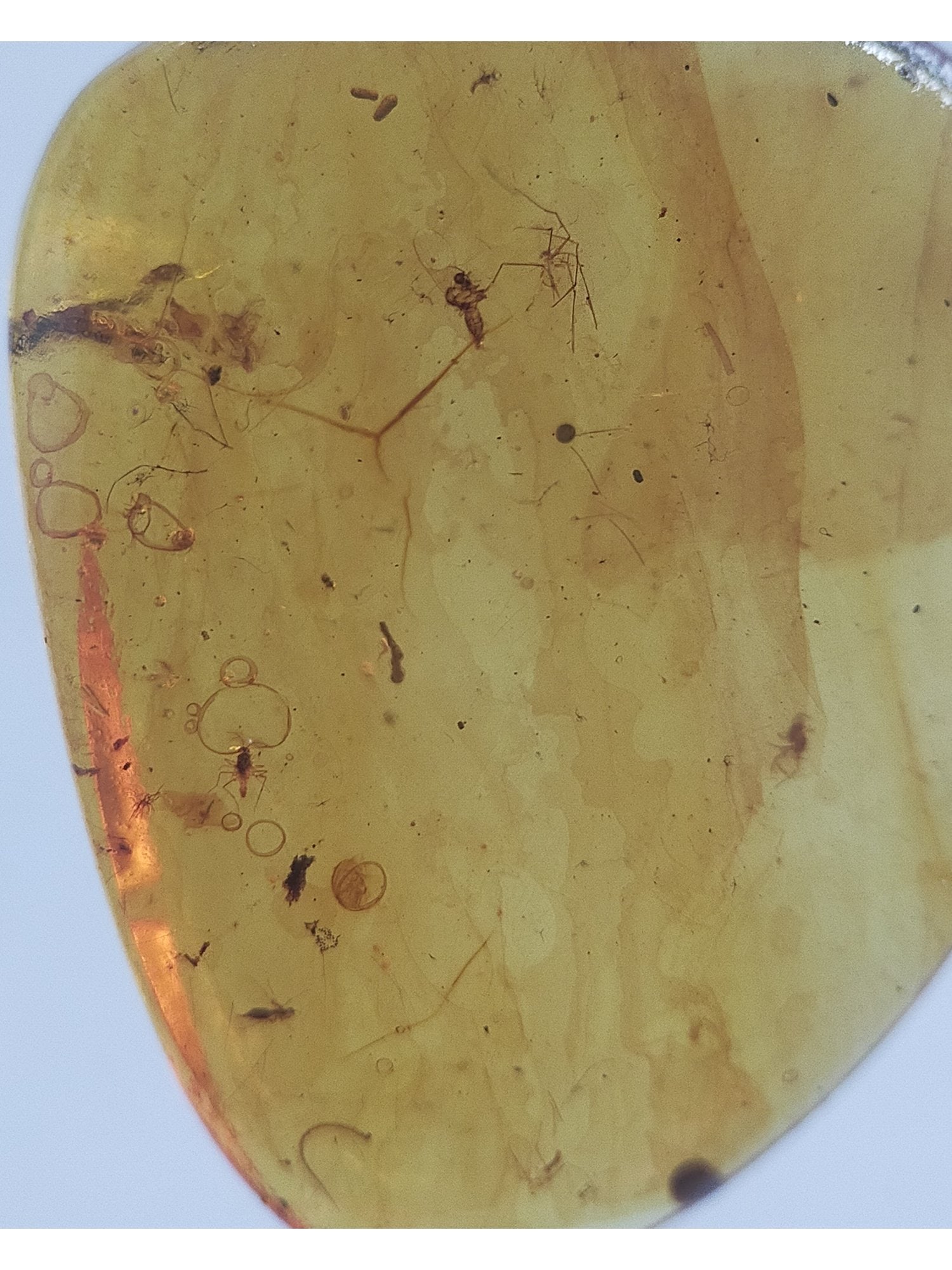 BURMITE AMBER WITH FIVE INSECTS - 4