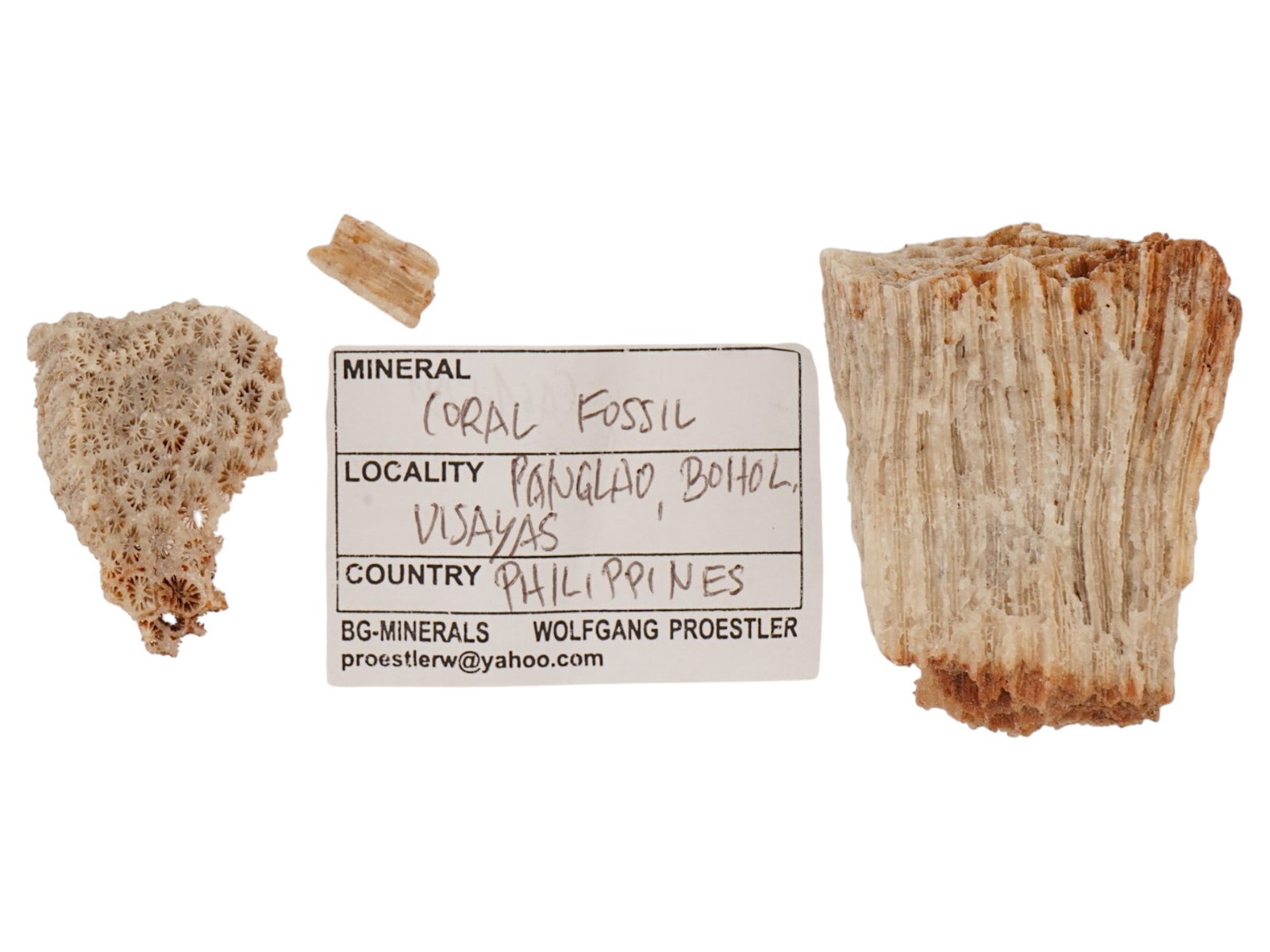 FOSSIL CORALS: Fossil corals. Weight: 49 grams. Origin: Panglao, Bohol, Philippines. (CA61/281) THIS LOT QUALIFIES FOR A 30-DAY UNCONDITIONAL RETURN FROM THE DATE OF SALE. BUYERS ARE RESPONSIBLE FOR RETURN