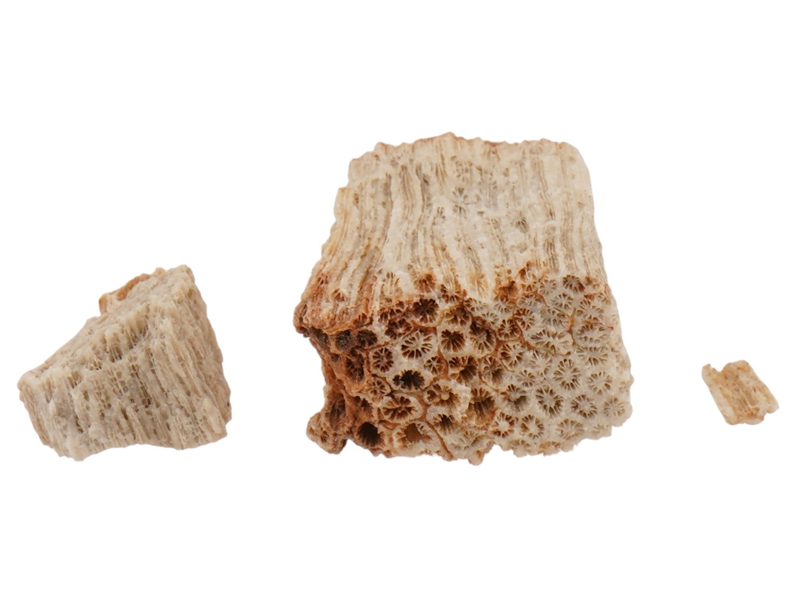 FOSSIL CORALS - 5