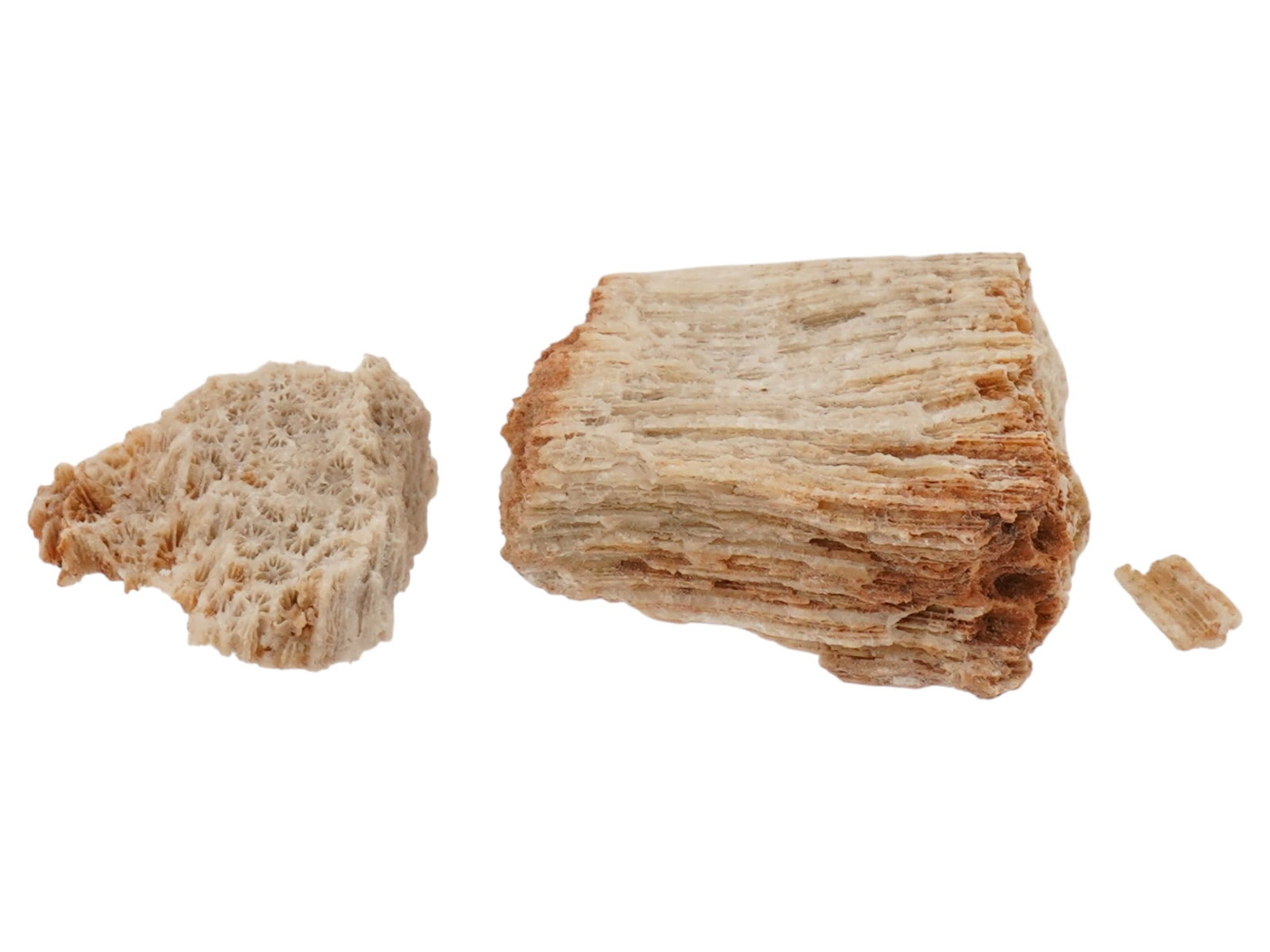 FOSSIL CORALS - 6
