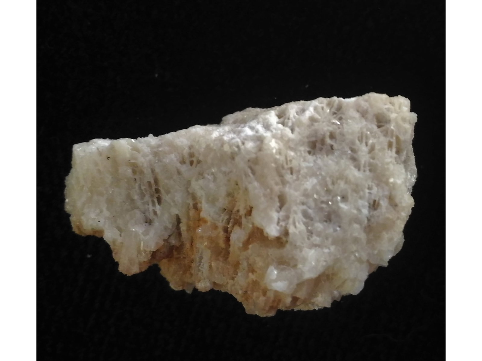 FOSSIL CORALS - 3
