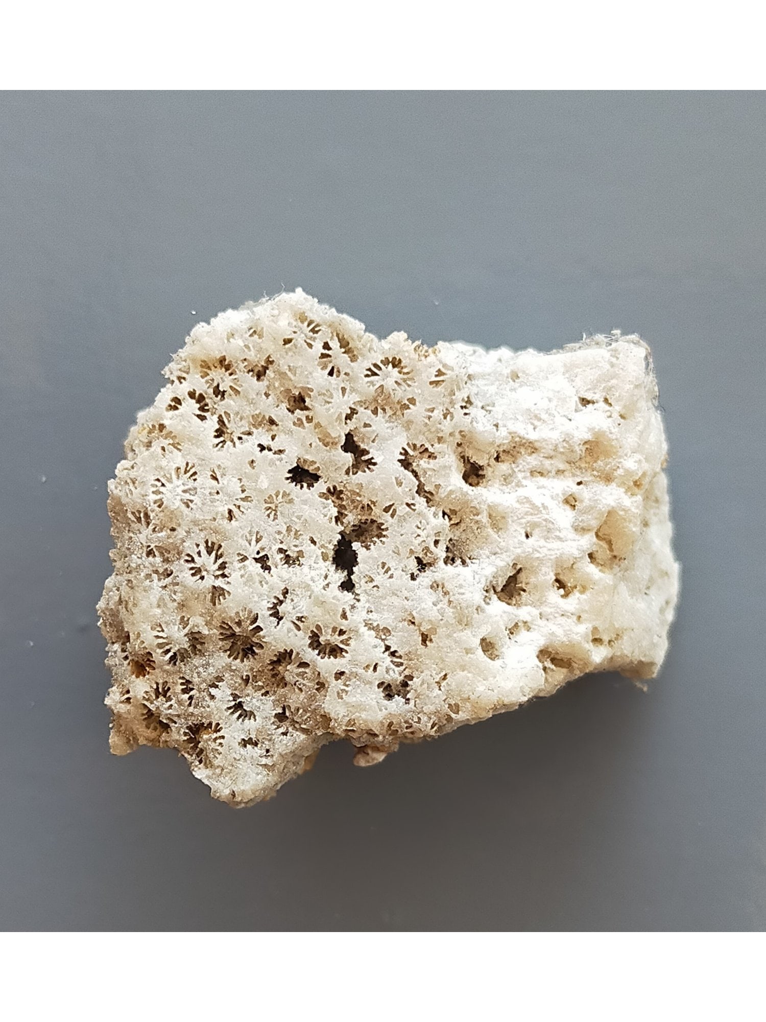 FOSSIL CORALS - 3