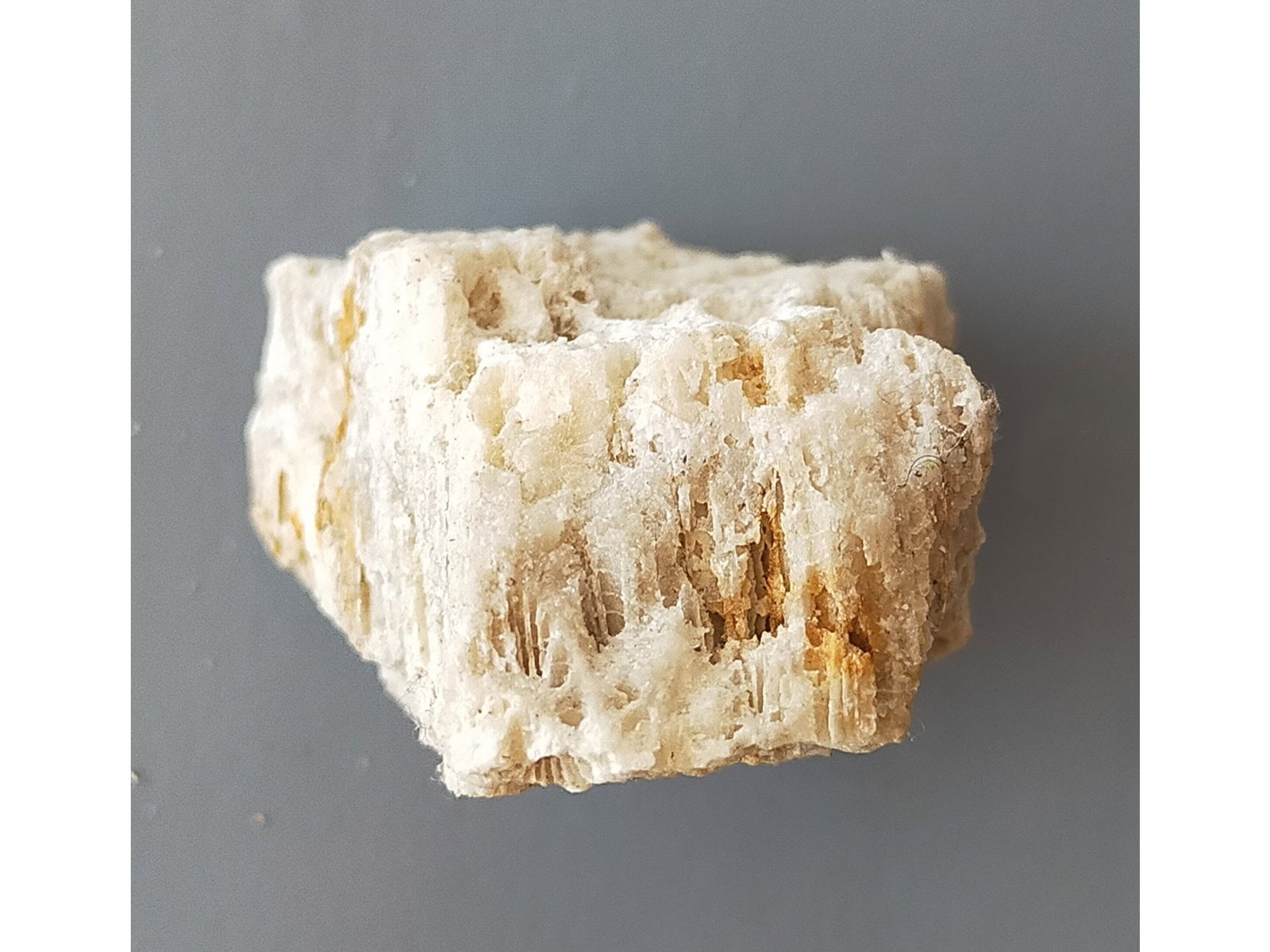 FOSSIL CORALS - 4