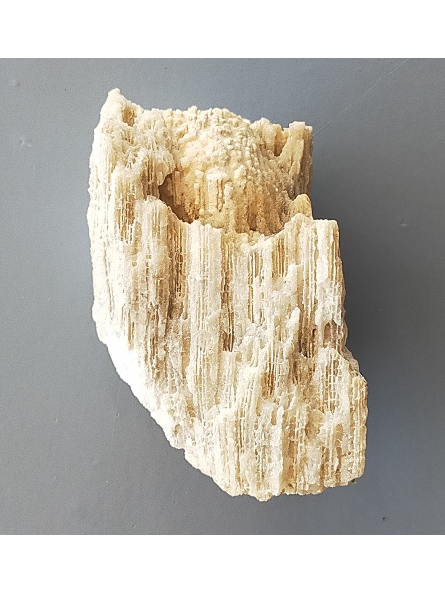 FOSSIL CORALS - 2