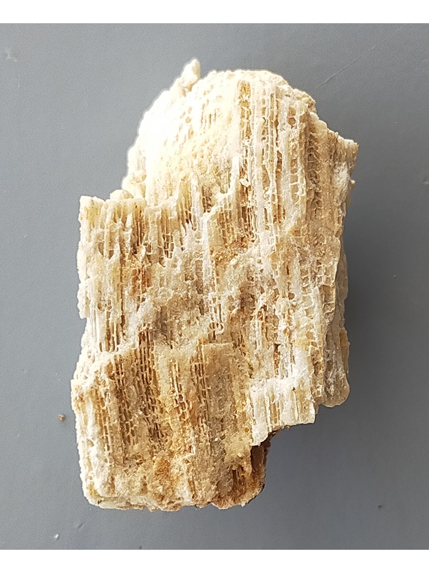 FOSSIL CORALS - 3