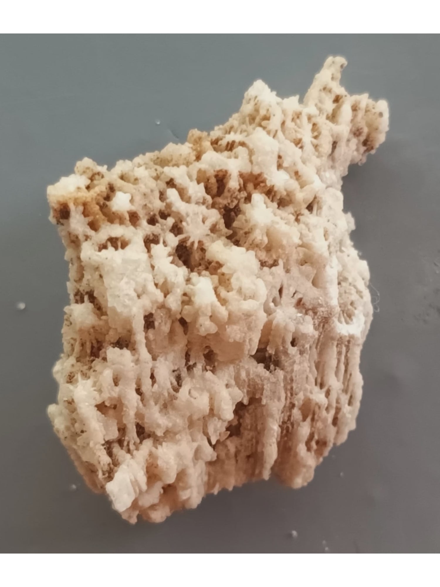 FOSSIL CORALS - 3
