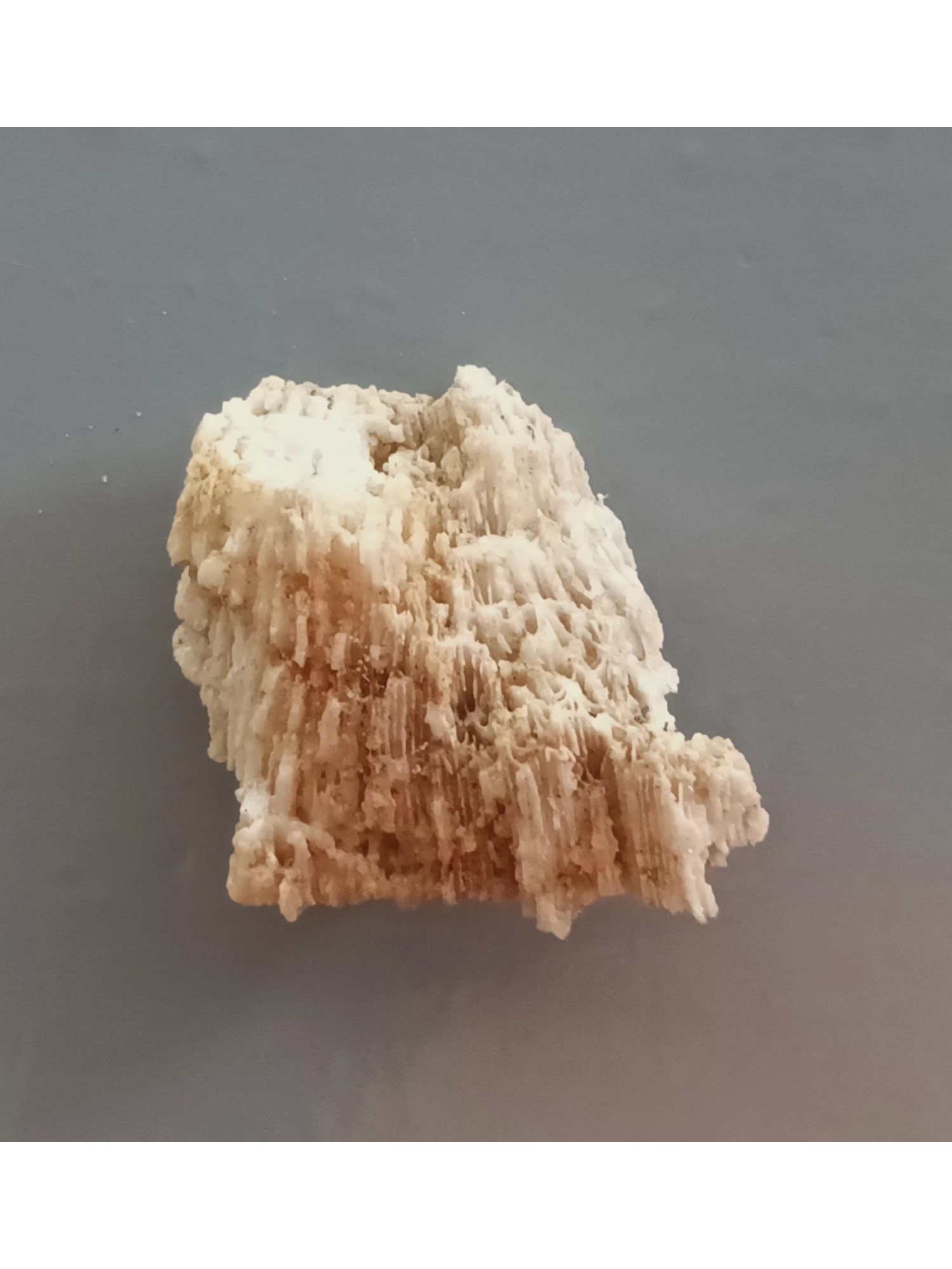 FOSSIL CORALS - 4