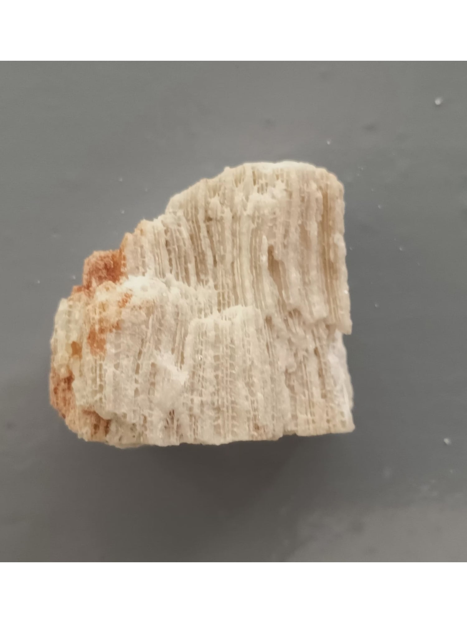 FOSSIL CORALS - 3