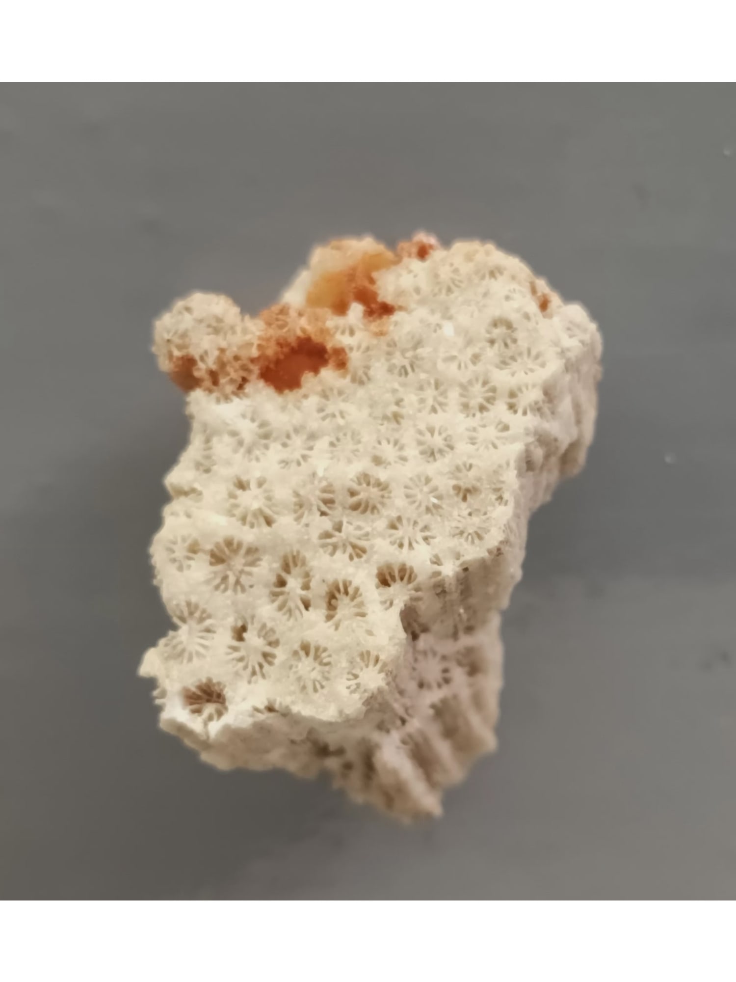 FOSSIL CORALS - 4