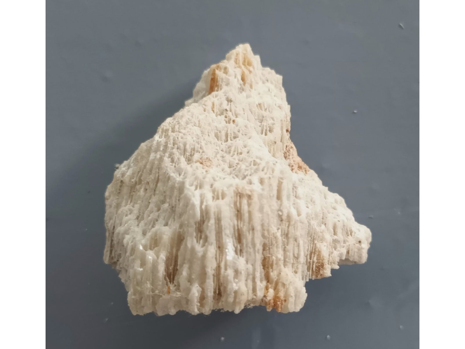 FOSSIL CORALS - 3