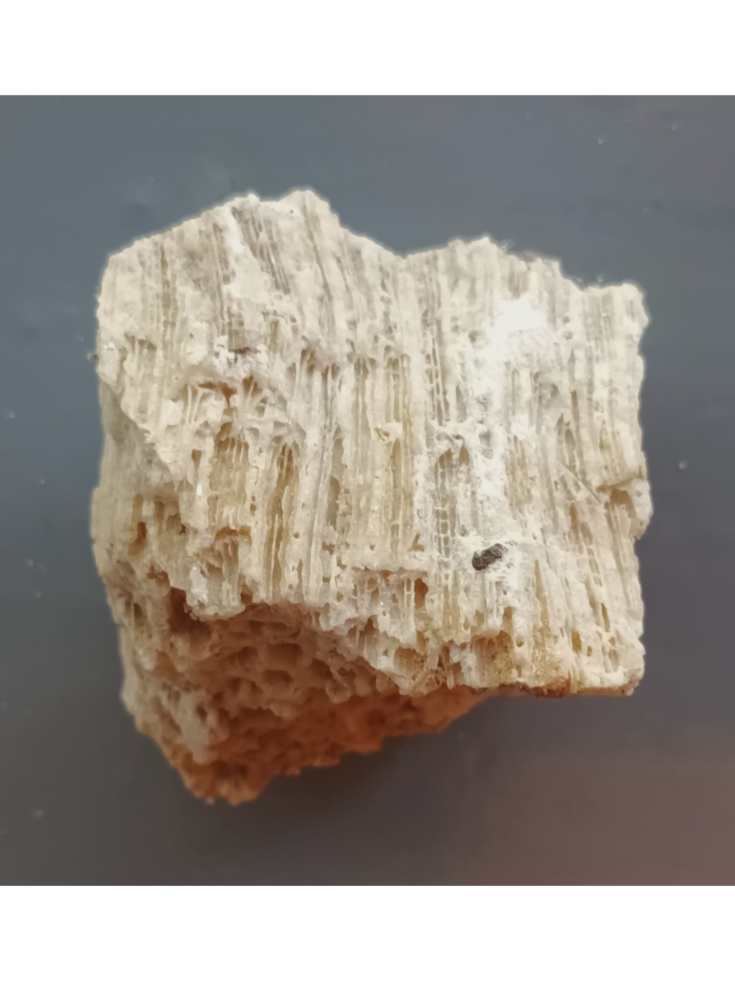 FOSSIL CORALS - 3