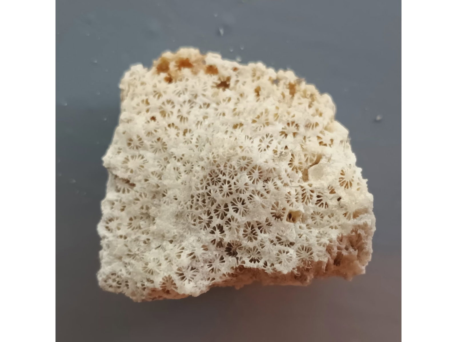 FOSSIL CORALS - 4