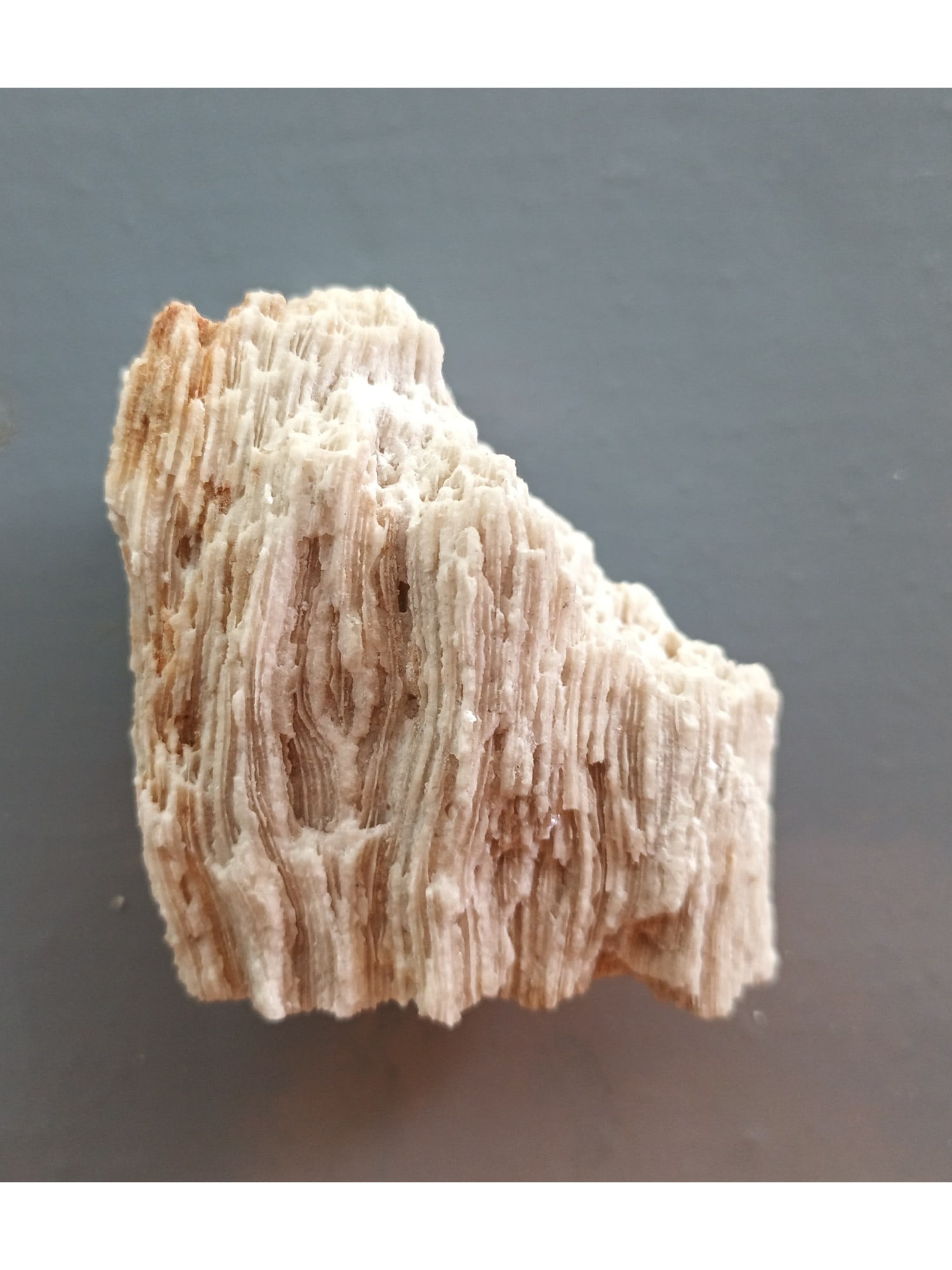 FOSSIL CORALS - 3