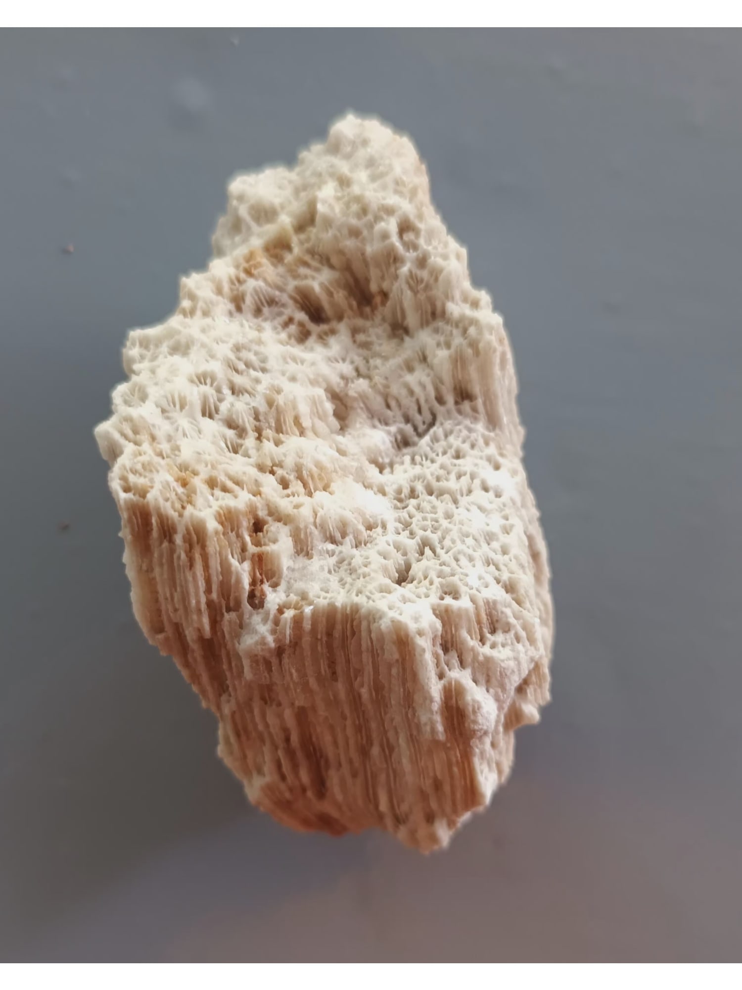FOSSIL CORALS - 4